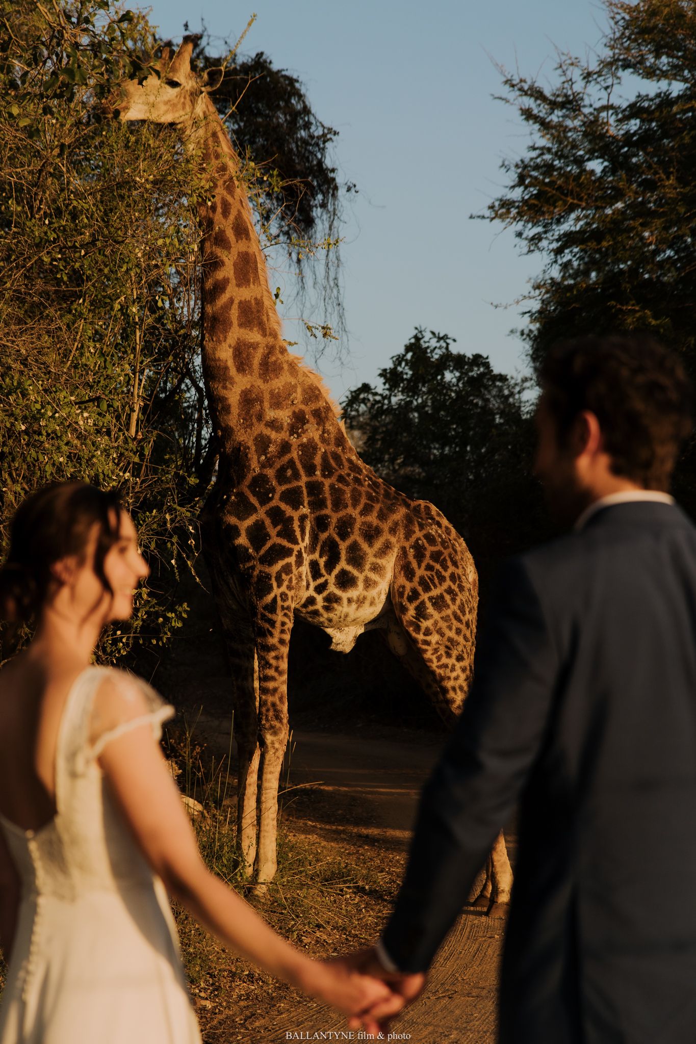 A wedding couple walks hand in hand past a majestic giraffe in a safari setting.