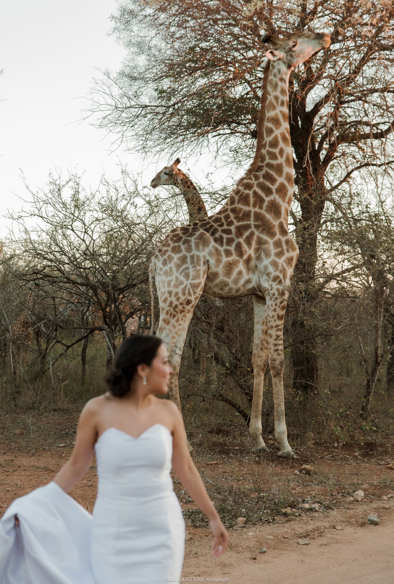 Bride in white gown walks near a tall giraffe on a safari dirt path surrounded by African bush trees.