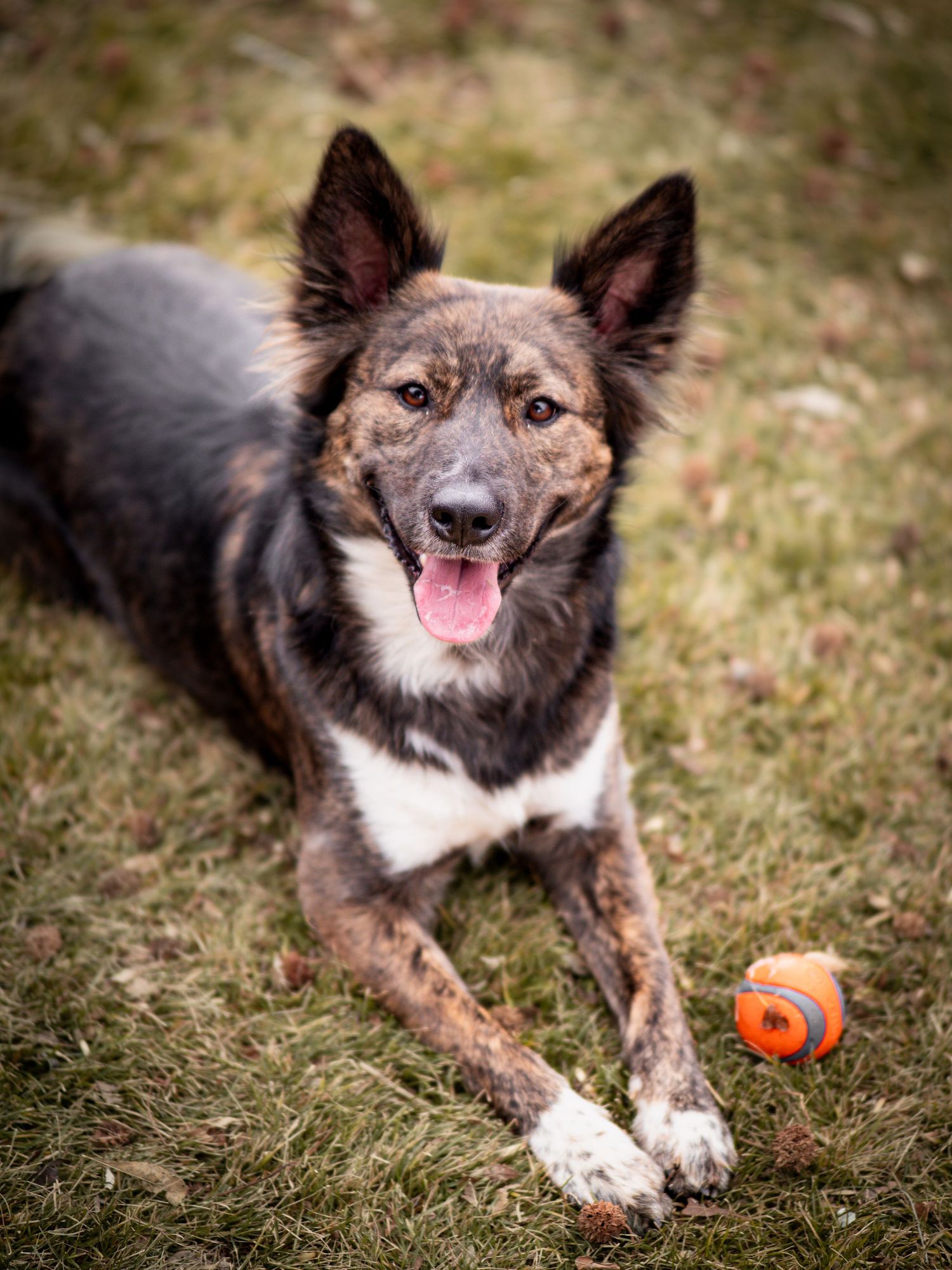 dog smiling sitting in grass next to ball facing camera