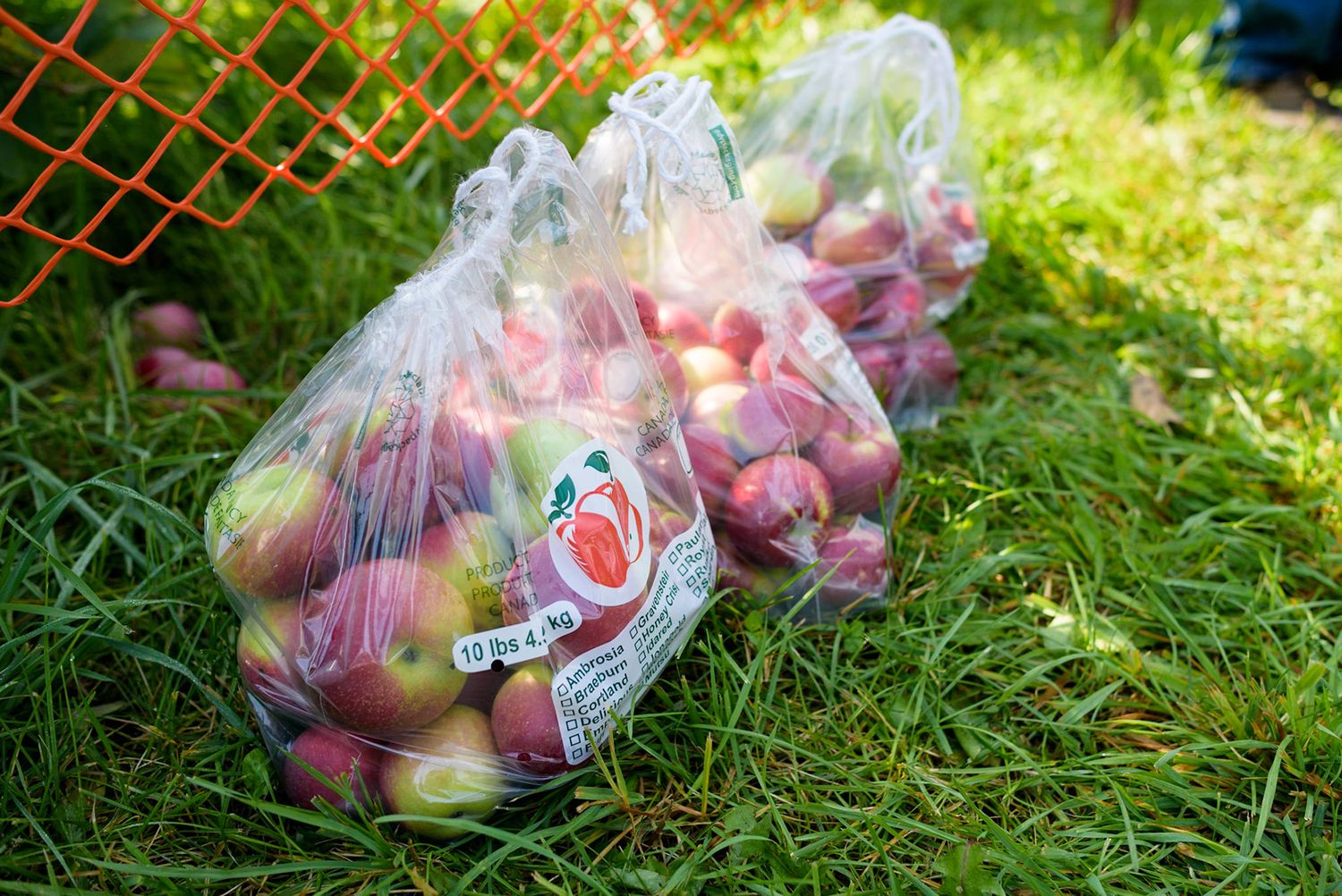 Bags of fresh apples lying on grass in sunlight.