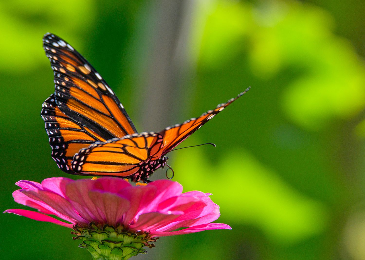 A vibrant monarch butterfly perches delicately on a bright pink cone-flower against a blurred green background.
