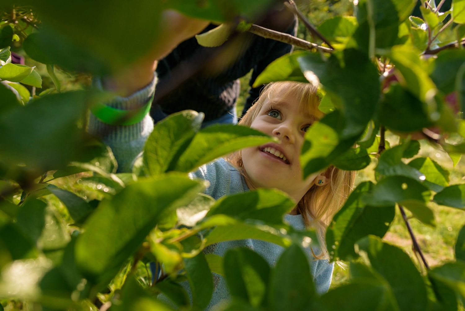 Through green leaves, a glimpse of someone picking apples and smiling.