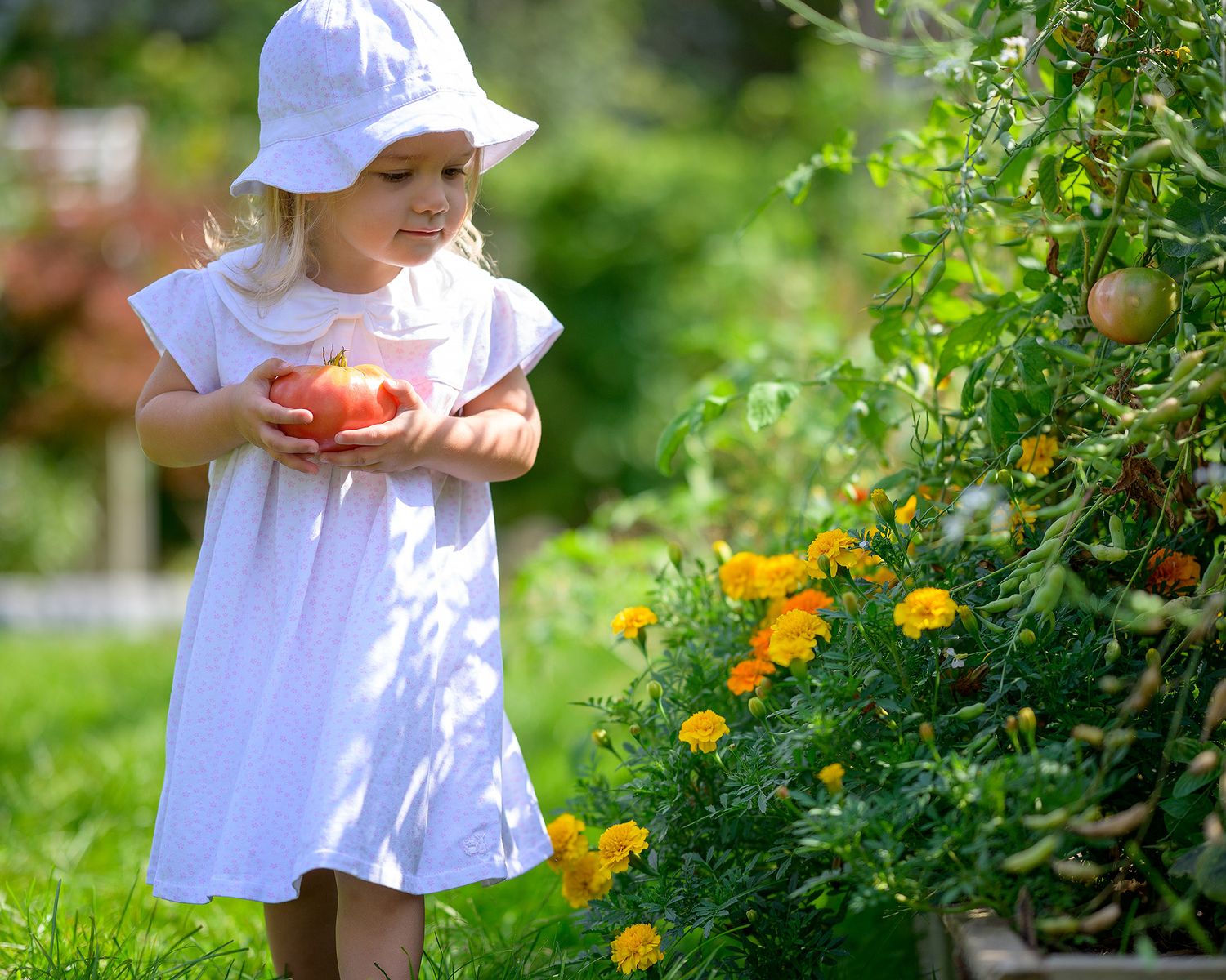 A child in a white dress and sun hat holds fresh tomato while standing near blooming marigolds in a summer garden.