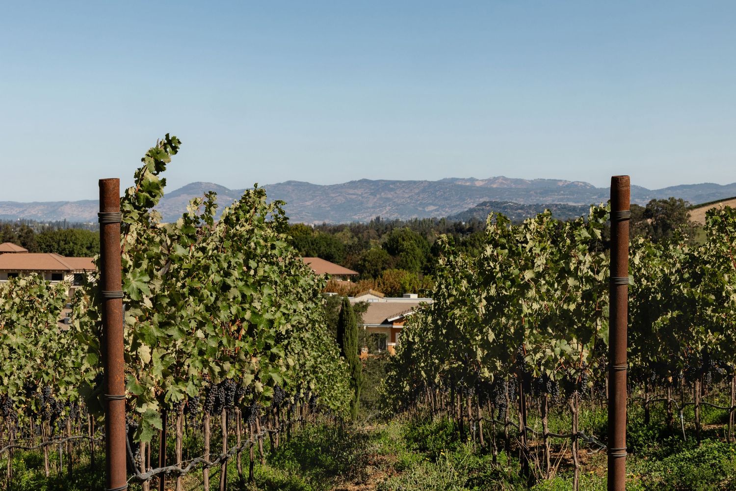 Vineyard rows with wooden posts and mountains visible in the background.