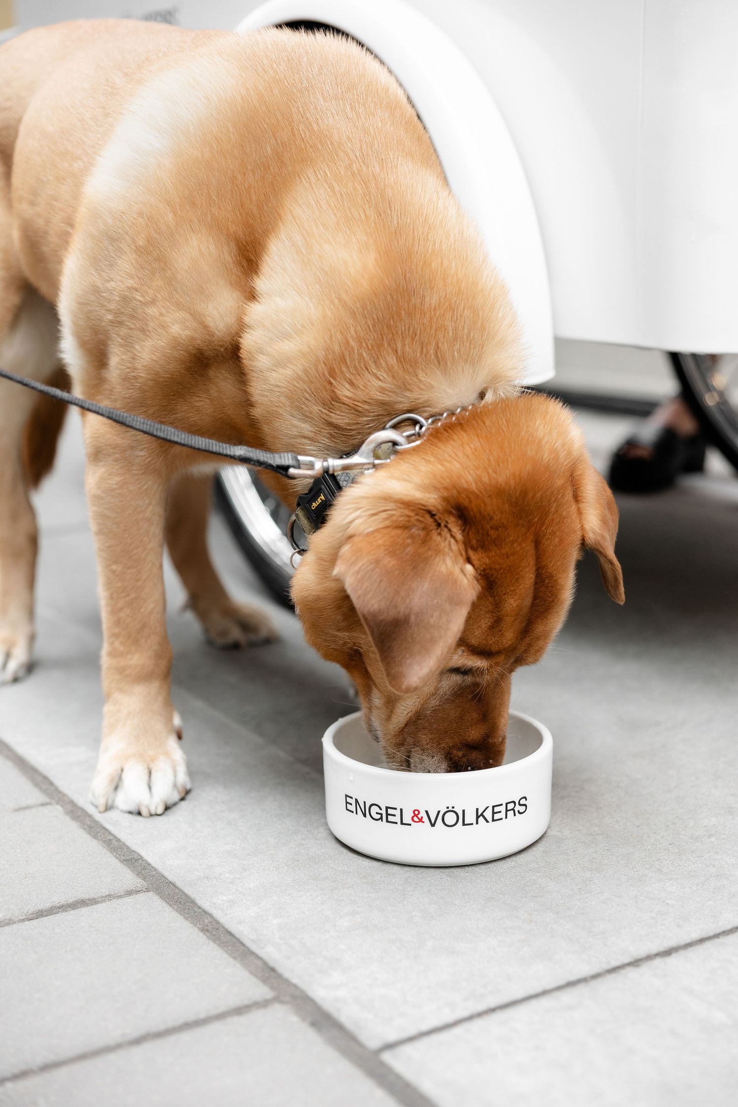 Golden retriever drinking from a white Engel & Volkers branded water bowl on tile floor.