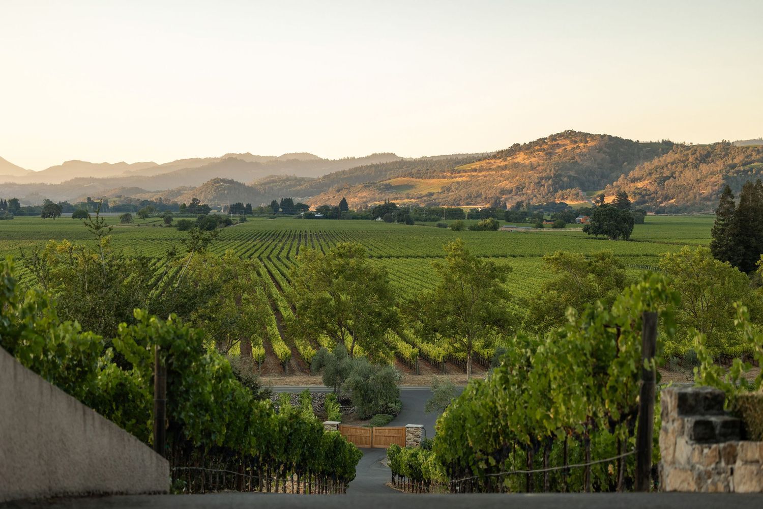 Panoramic view of vineyard rows stretching across rolling hills at sunset.