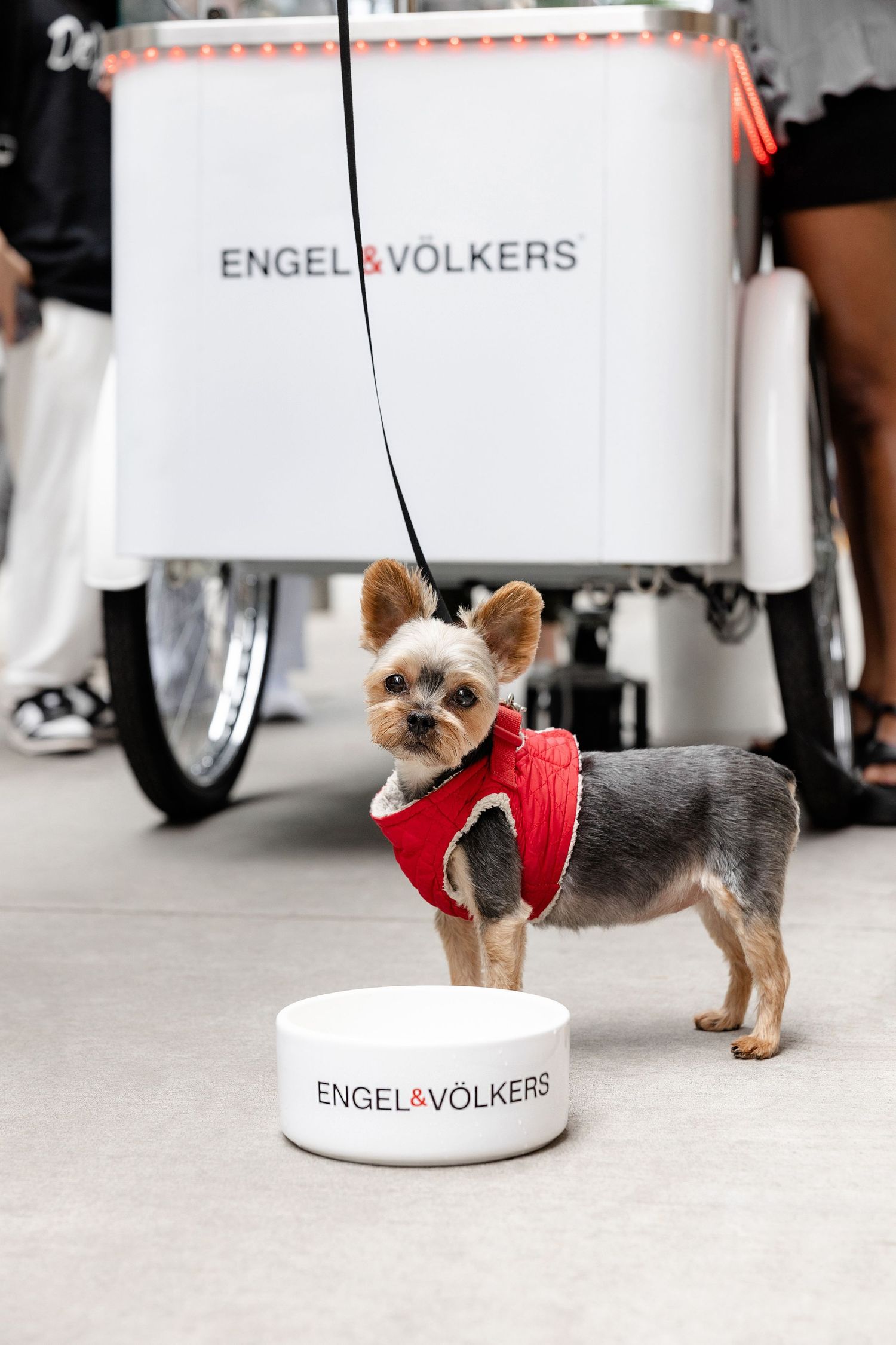 Small Yorkshire terrier dog wearing red vest standing by Engel & Volkers branded display.