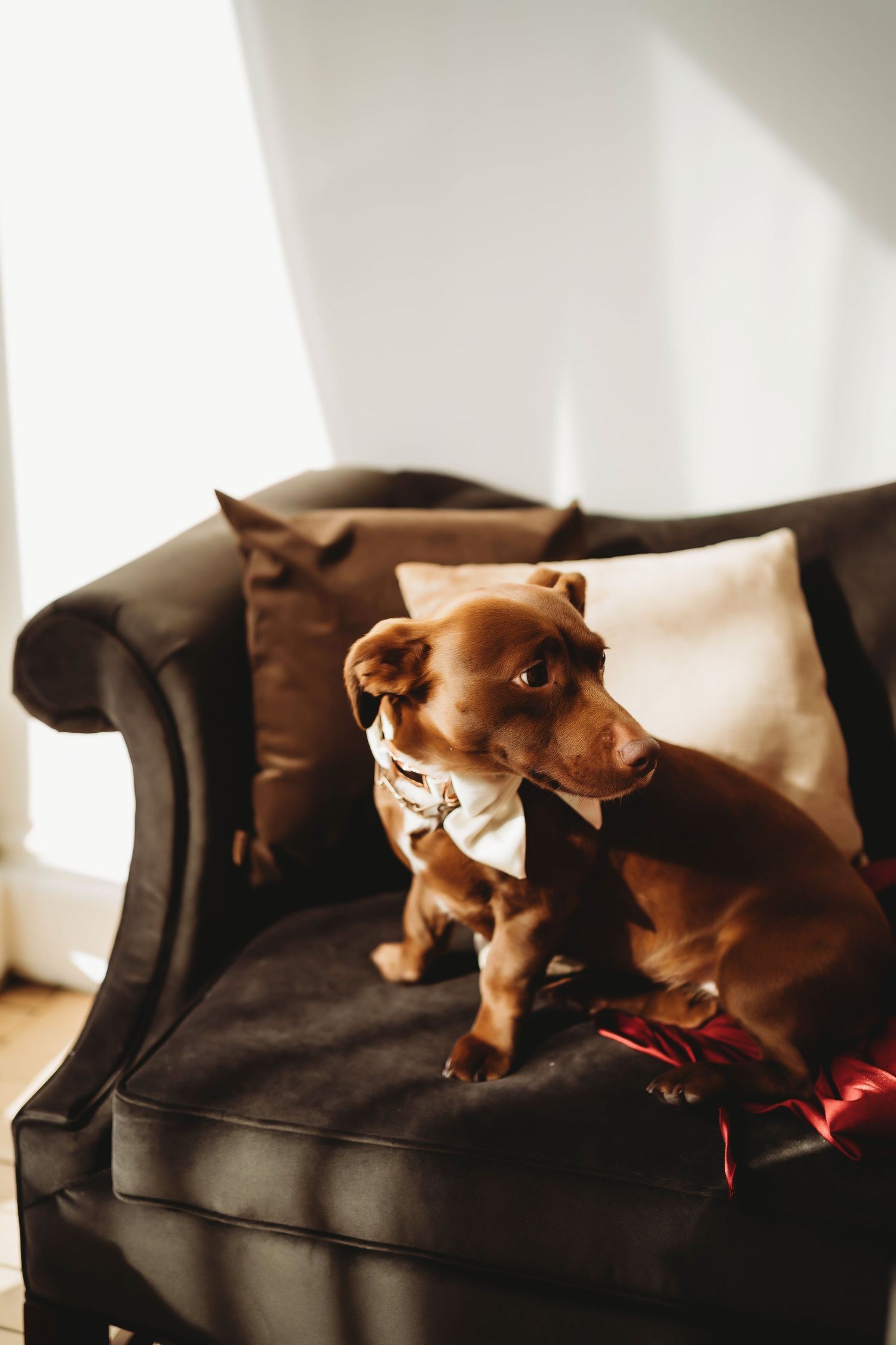Brown chihuahua dogs lounging together on a dark leather couch in natural window light, captured in a cozy lifestyle photography style.
