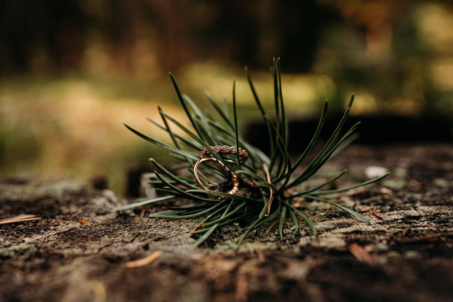 Close-up macro photography of a pine needle cluster emerging from brown soil with shallow depth of field.