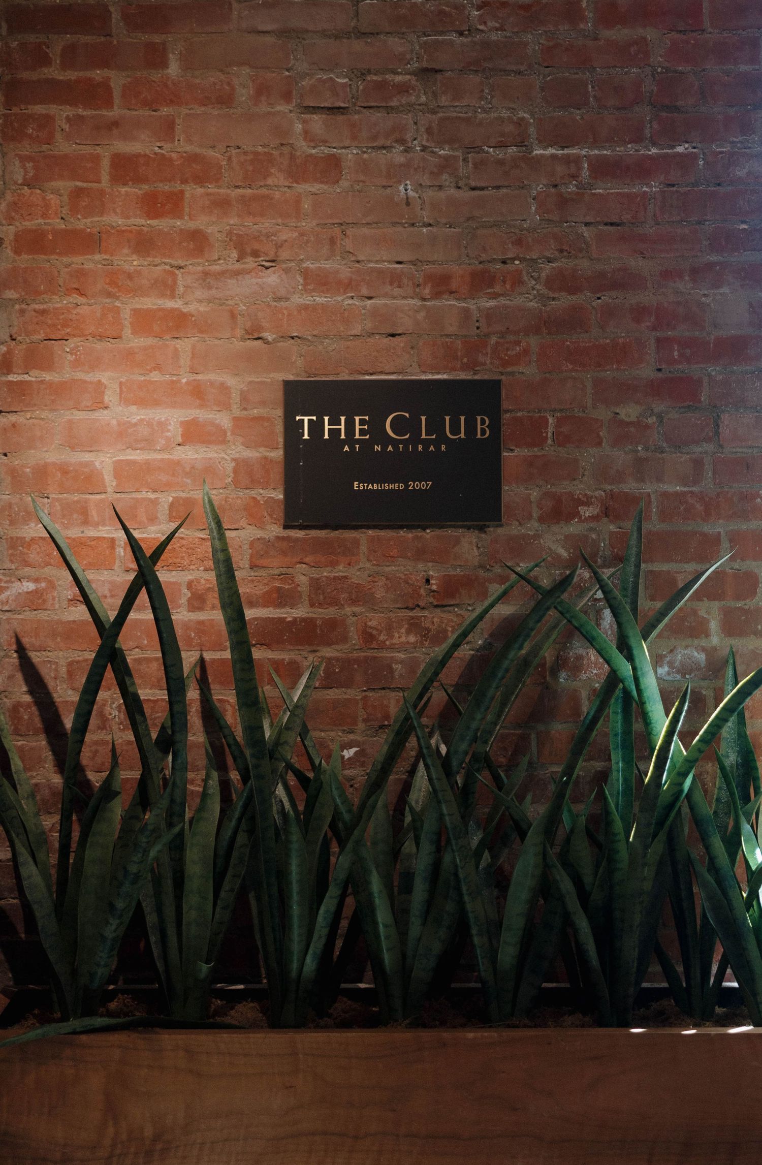 The Club sign mounted on exposed brick wall with decorative snake plants.