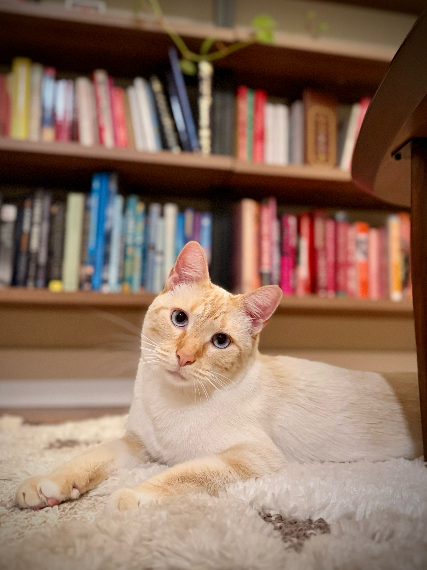 White and orange tabby cat with blue eyes lounging on a white and tan rug, with a colorful bookshelf in the background