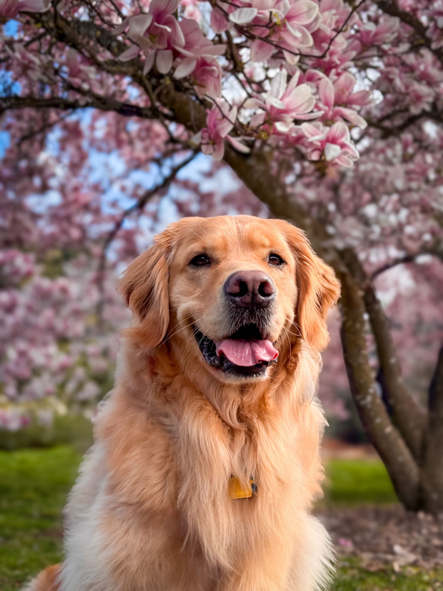 Golden Retriever in front of Magnolia tree