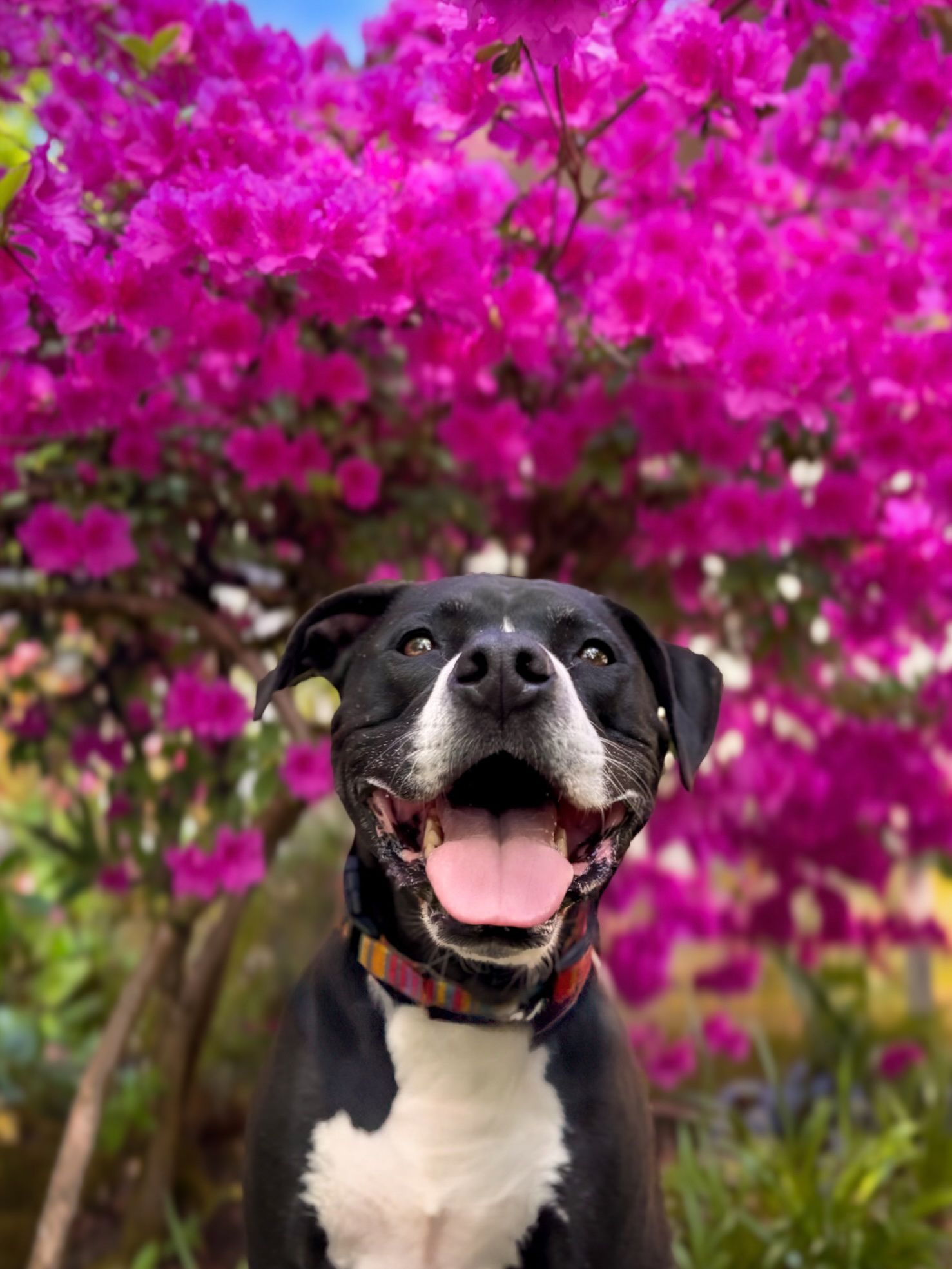 Black and white dog sitting beneath a bright pink azalea bush in full bloom