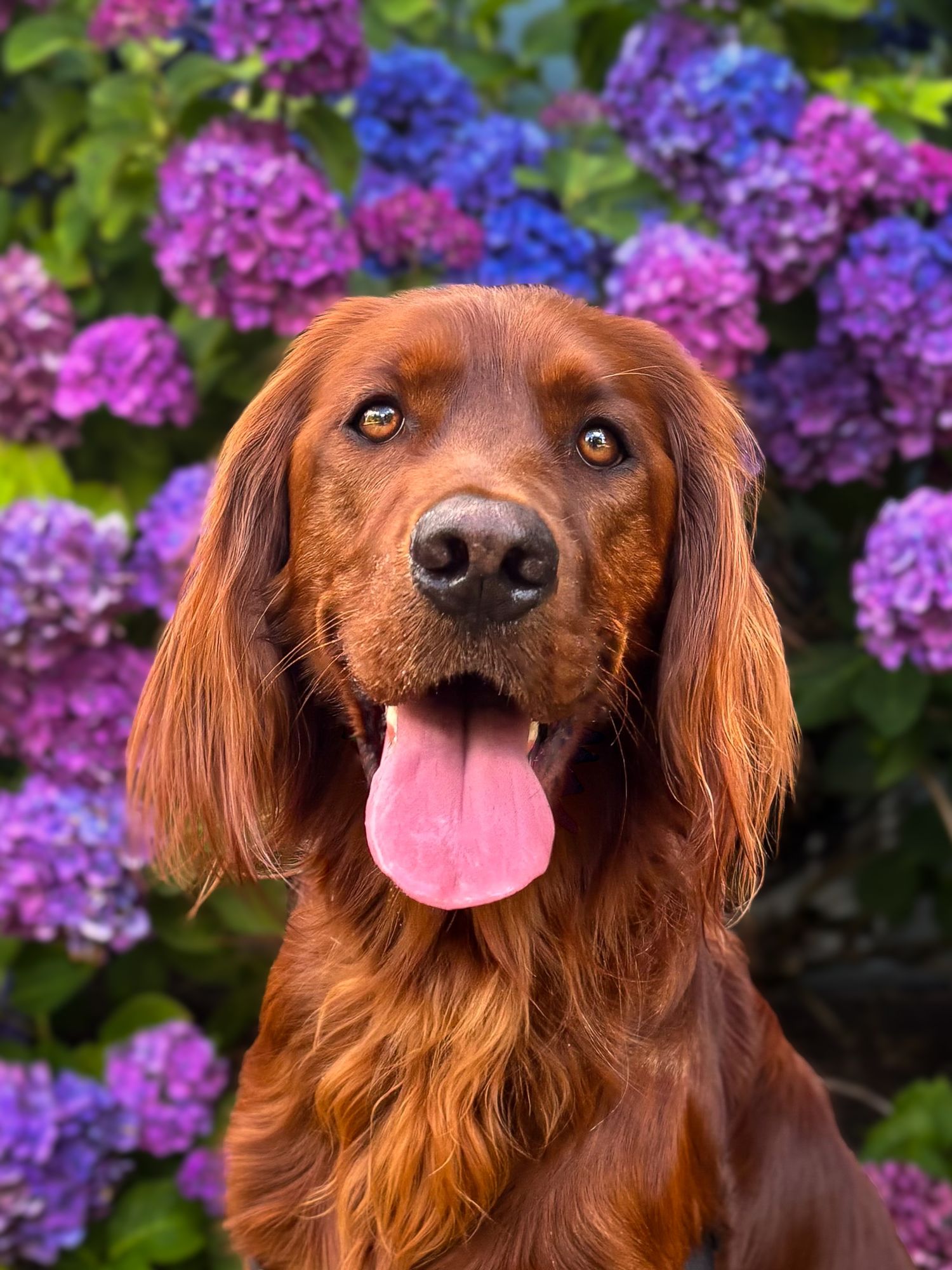 Irish Setter in front of purple and blue hydrangeas