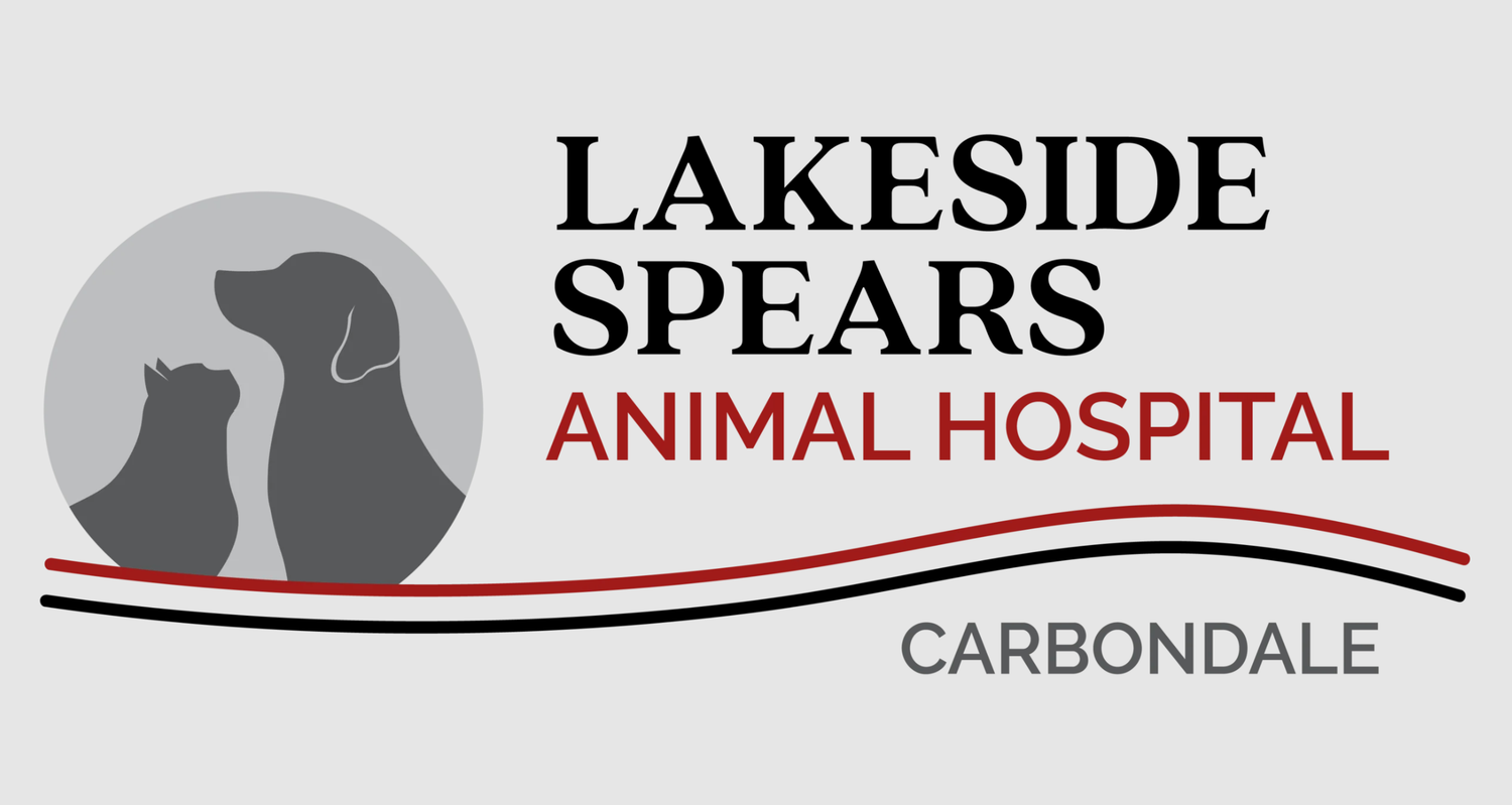 Lakeside Spears Animal Hospital Carbondale