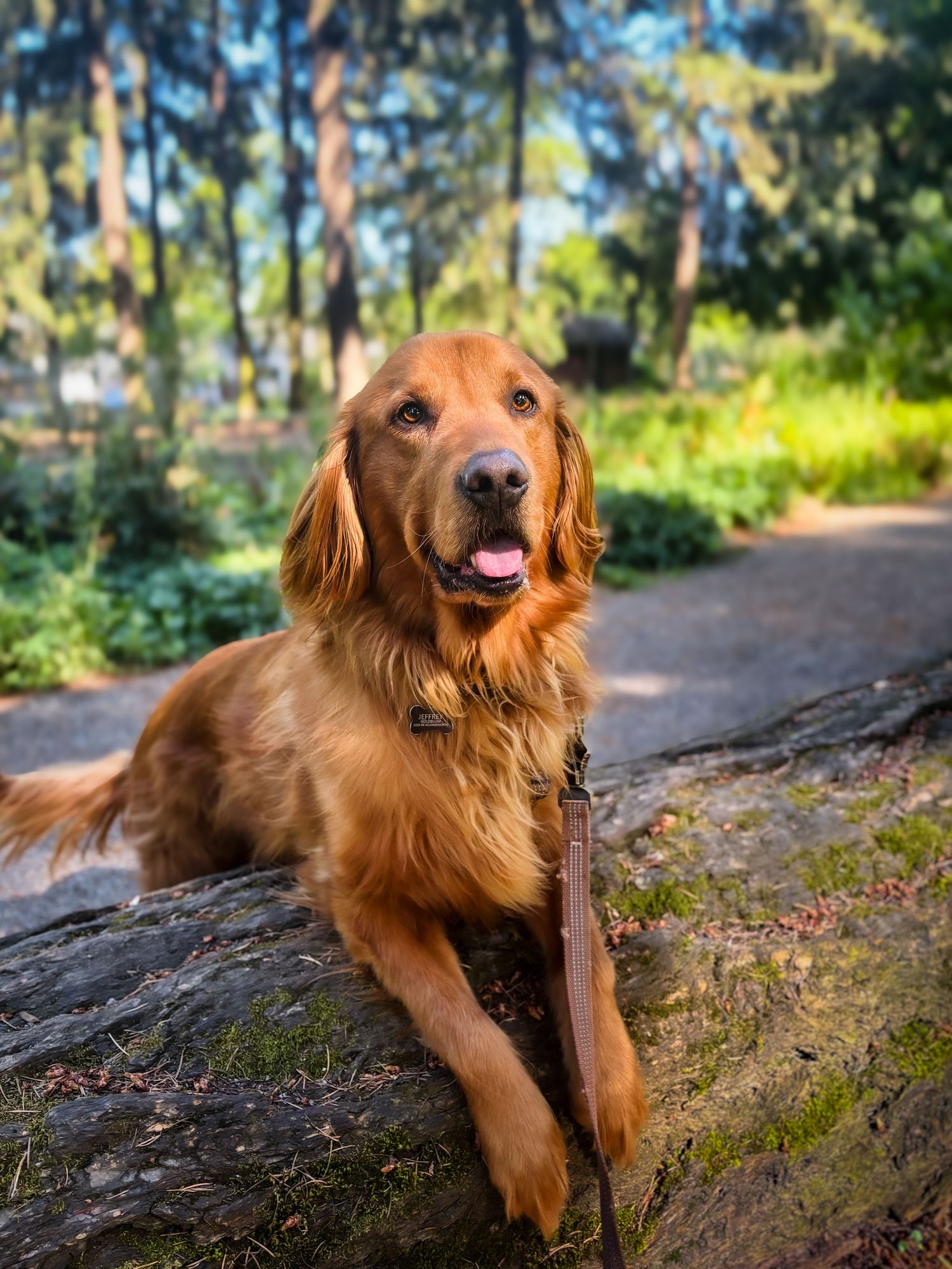 Golden Retriever perched on log on a hiking trail with Douglas Firs and blue sky in the background