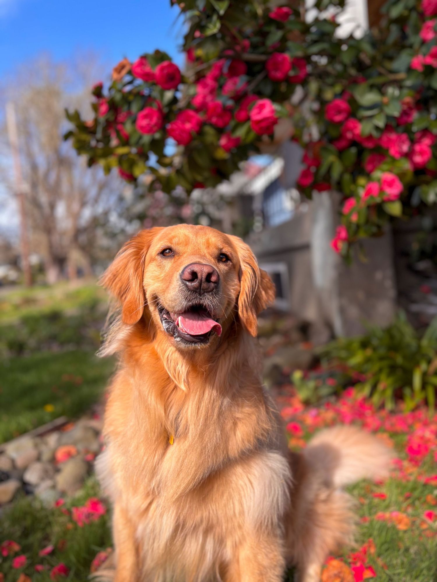 Golden retriever sitting on grass near a blooming camellia bush, scattered petals, decorative rocks, and blue sky.