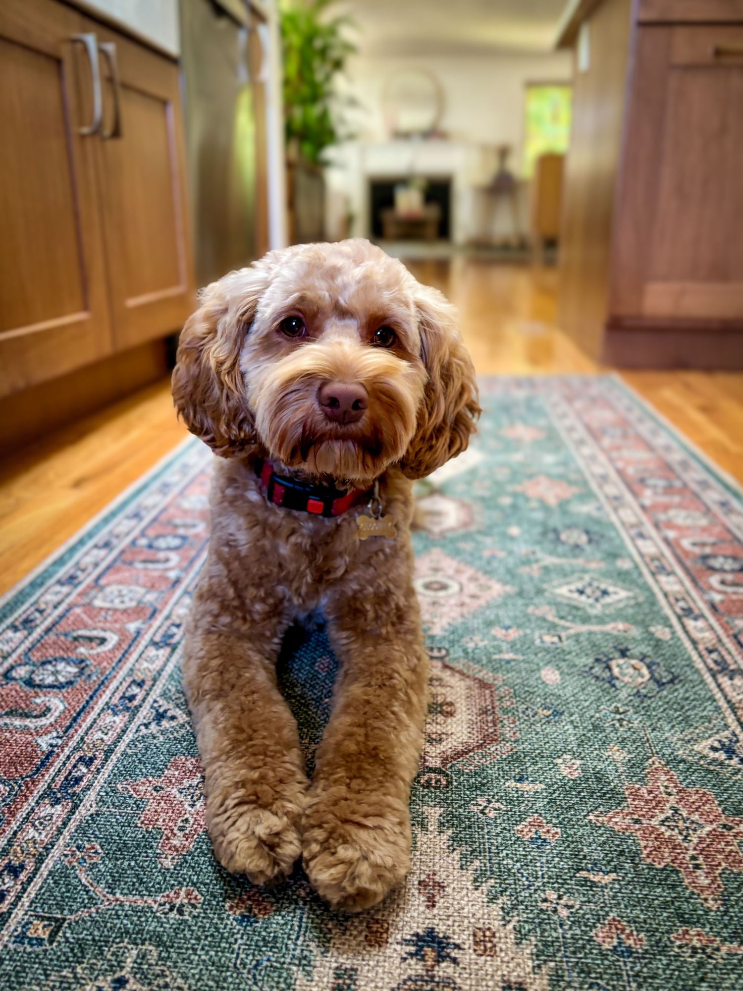 Cocker Spaniel doodle resting on a turquoise, white, and pink runner rug inside a cozy home with houseplants, a fireplace, and a living spac