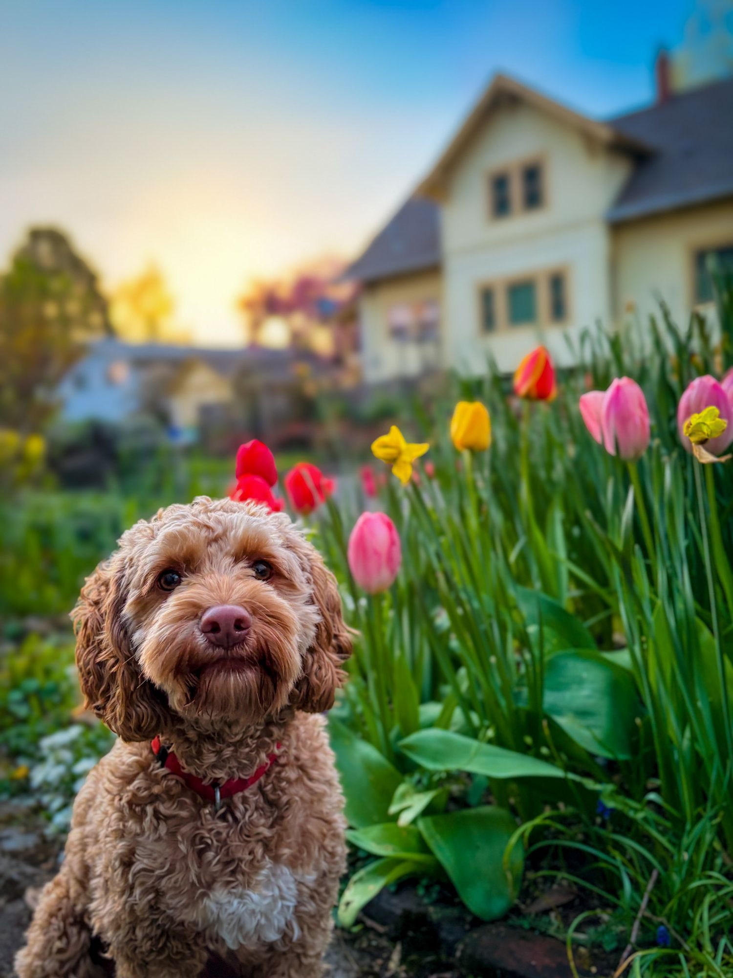 Cockapoo dog and tulips at sunset in neighborhood