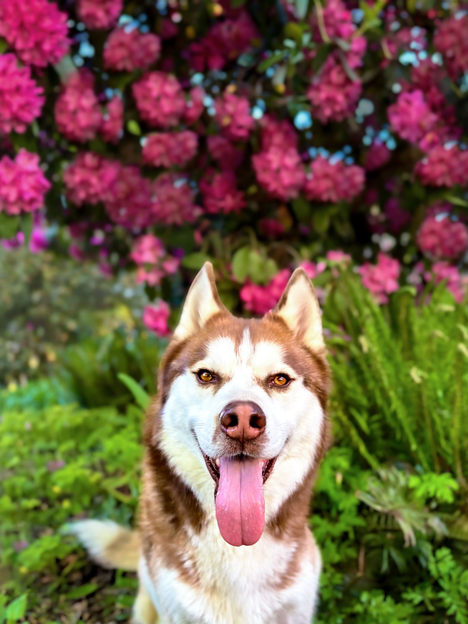 Red Husky smiling in front of large Rhododendron bush and ferns