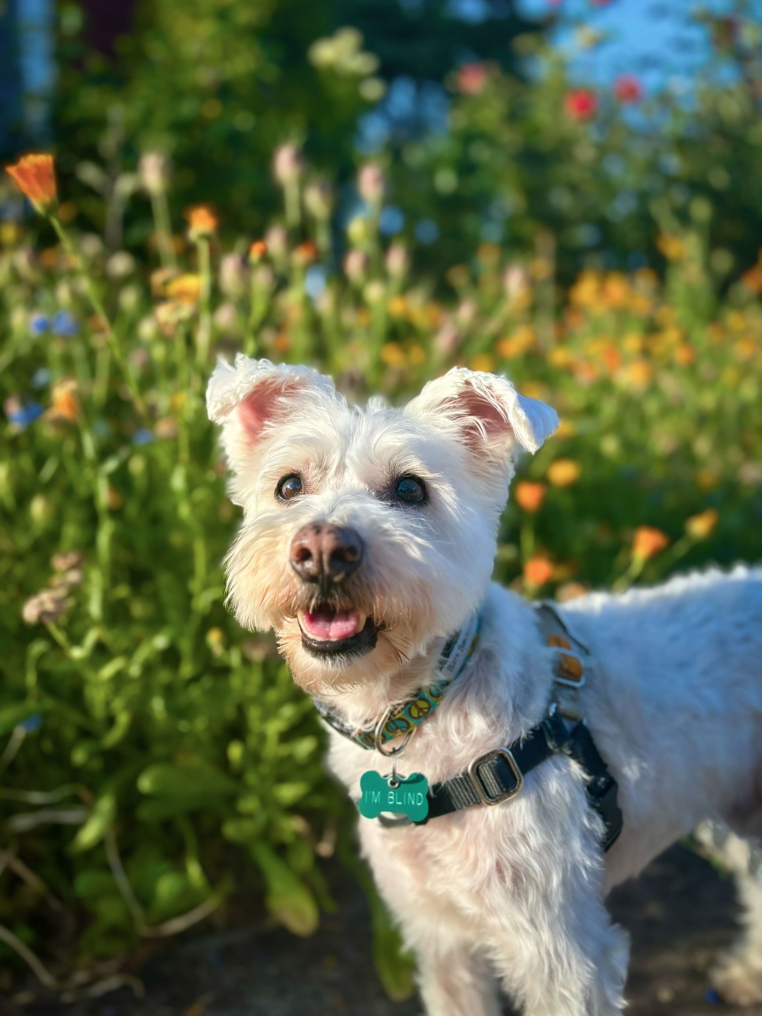 Blind and deaf dog. White Schnauzer smiling in front of flowers and blue sky