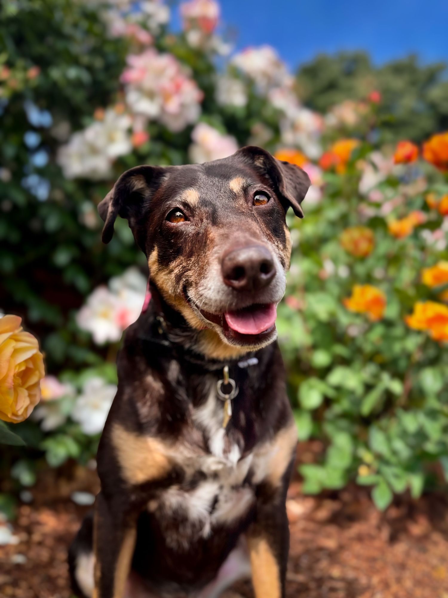 Tricolored medium-sized dog sitting in front of blooming rose bushes with orange, white, and pink flowers
