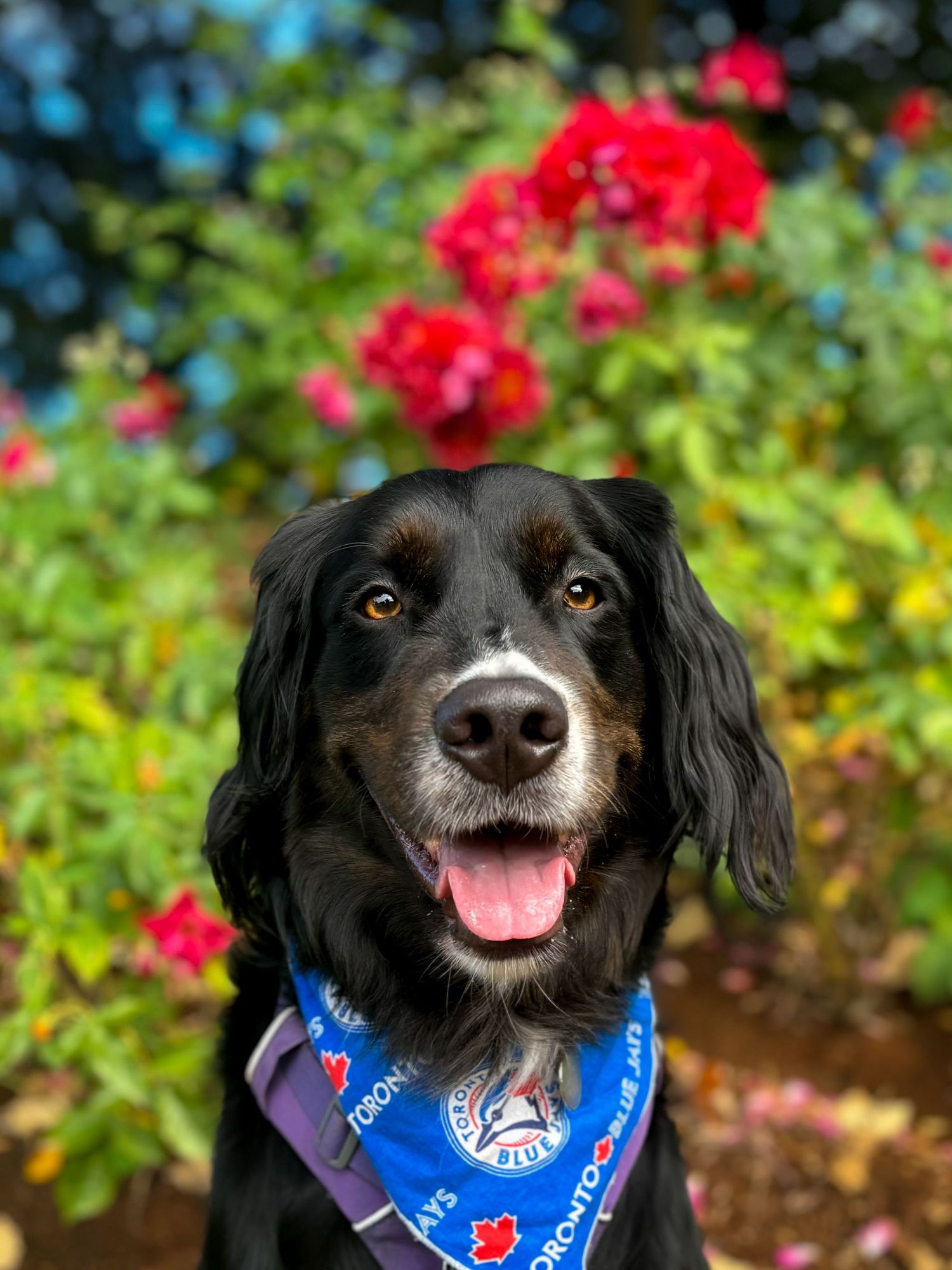 Black and white dog wearing a blue and white bandana and purple harness, sitting in front of red rose bushes