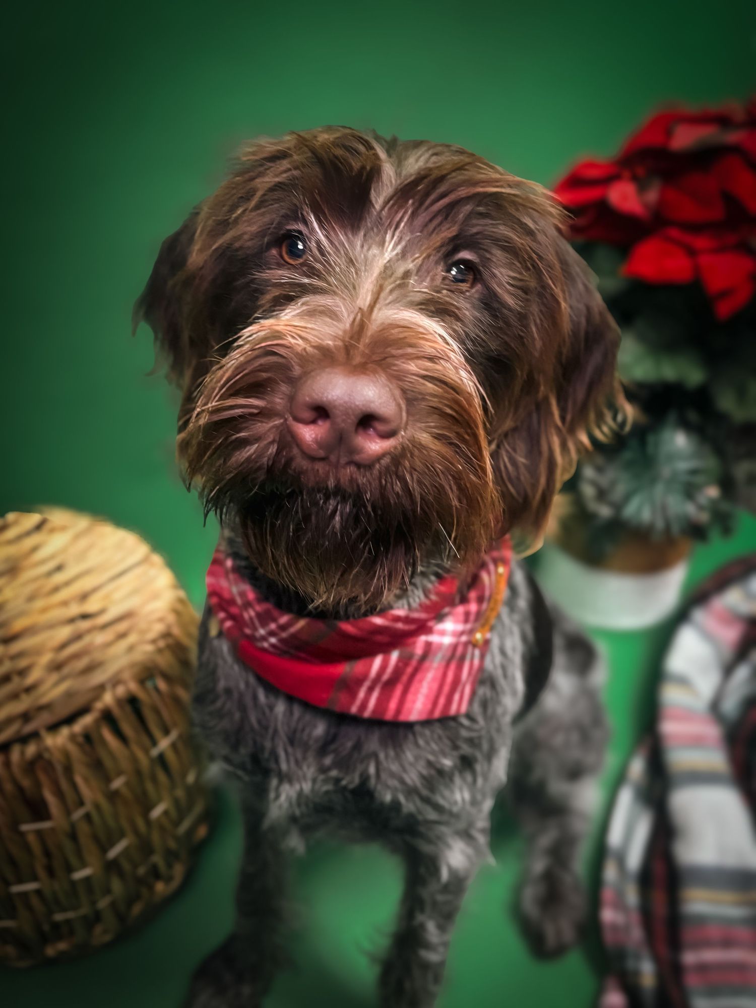 German Wirehaired Pointer in a holiday studio setup with a green backdrop, poinsettia, plaid blanket, and red plaid bandana.