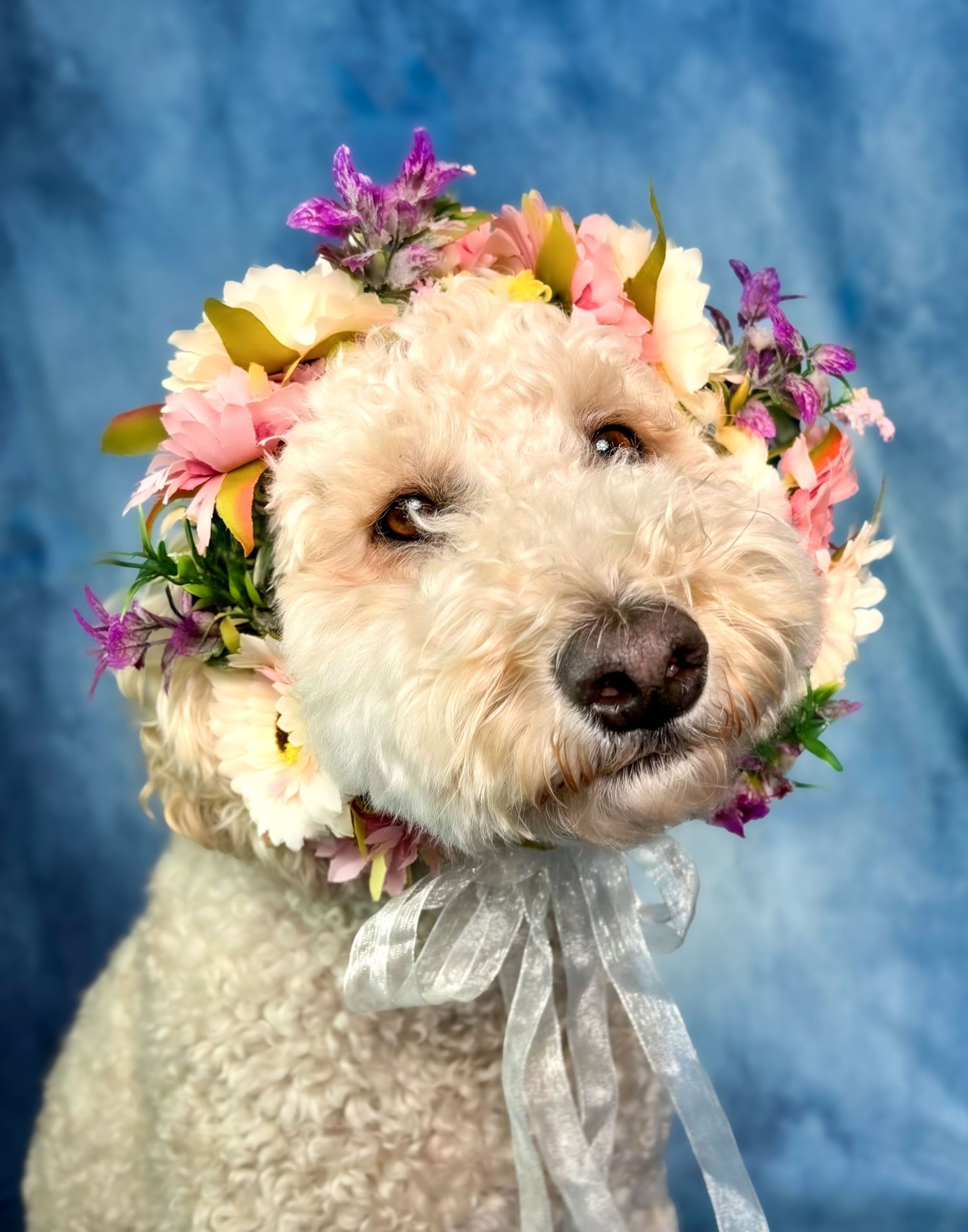 White Labradoodle photographed against a blue backdrop, wearing a delicate flower crown