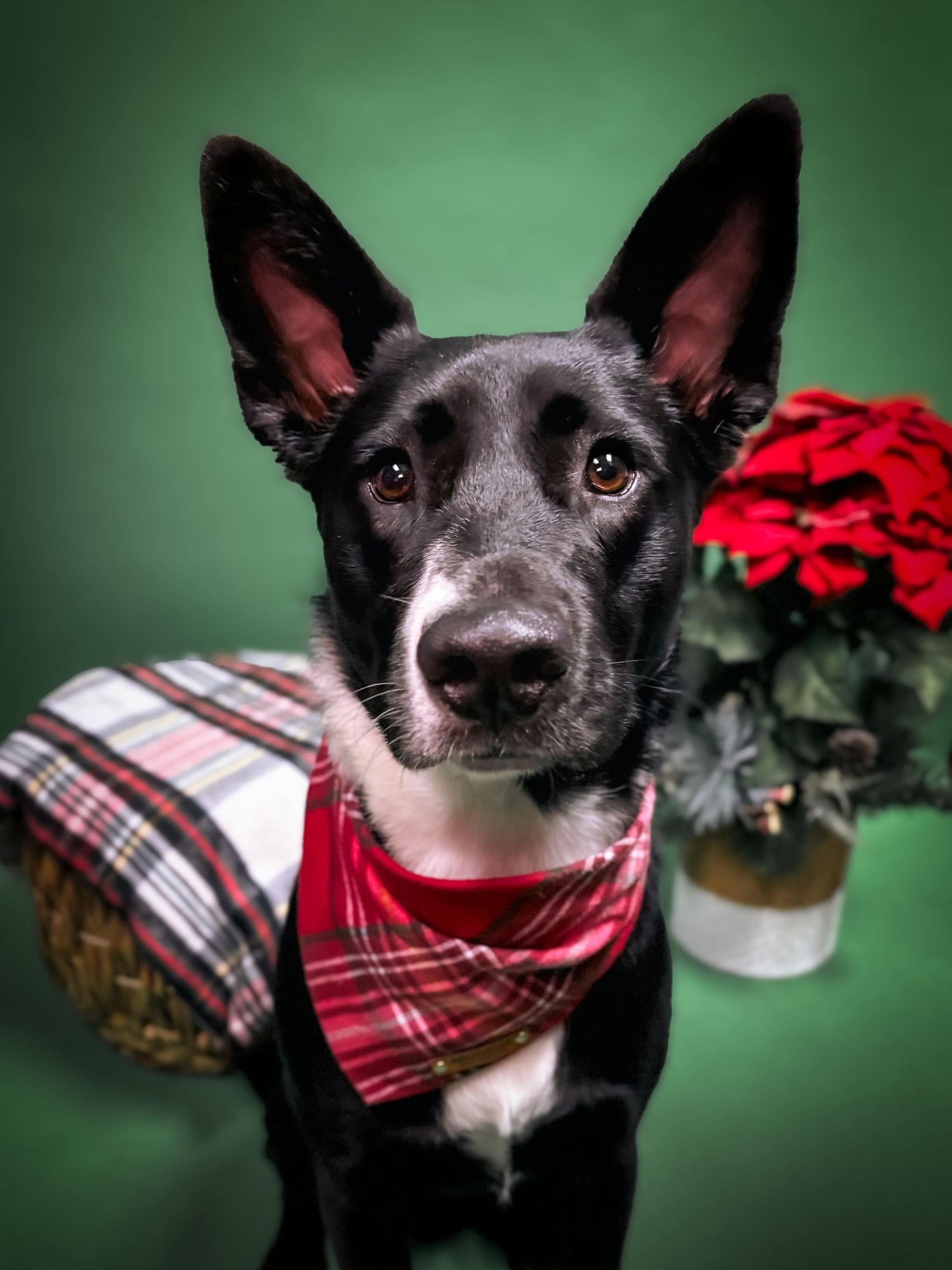 Black and white dog in a holiday studio with green backdrop, poinsettia, plaid blanket, and red plaid bandana