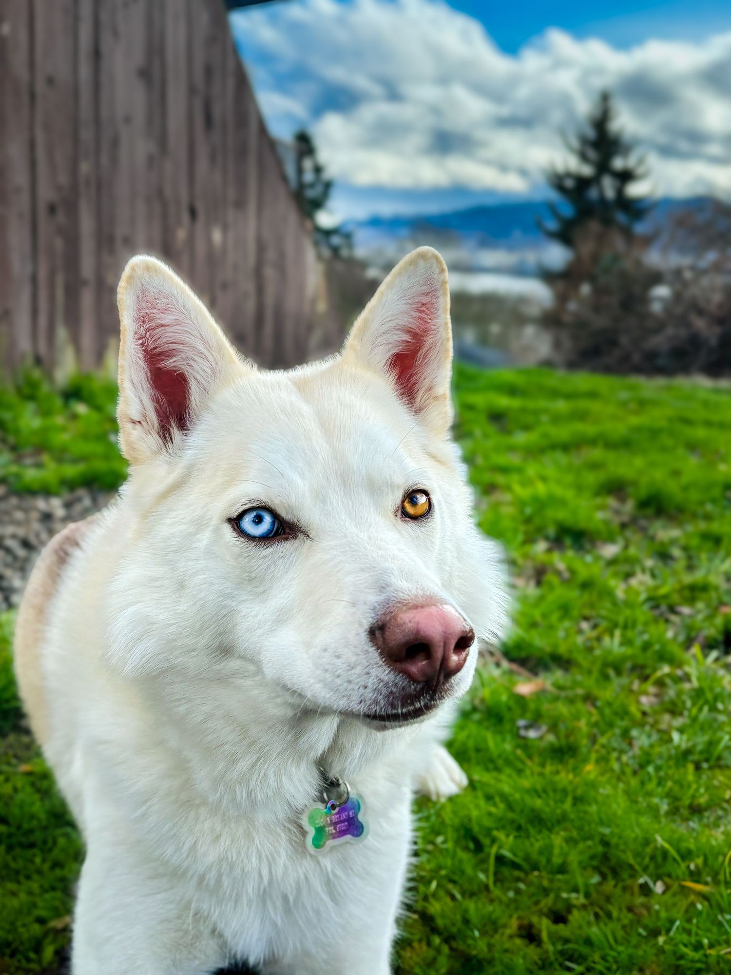 White husky with one blue eye and one brown eye on, laying on grass, top of a hill with a fence, mountains, clouds, blue sky in background