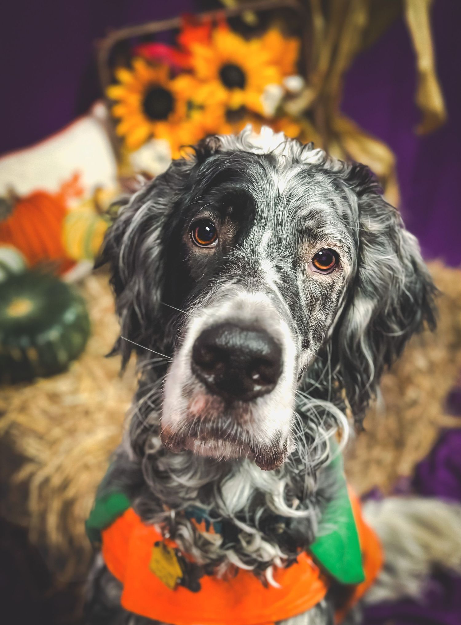 Fall Halloween studio shoot with Catahoula Leopard dog with hay barrel, sunflowers and pumpkins in the background