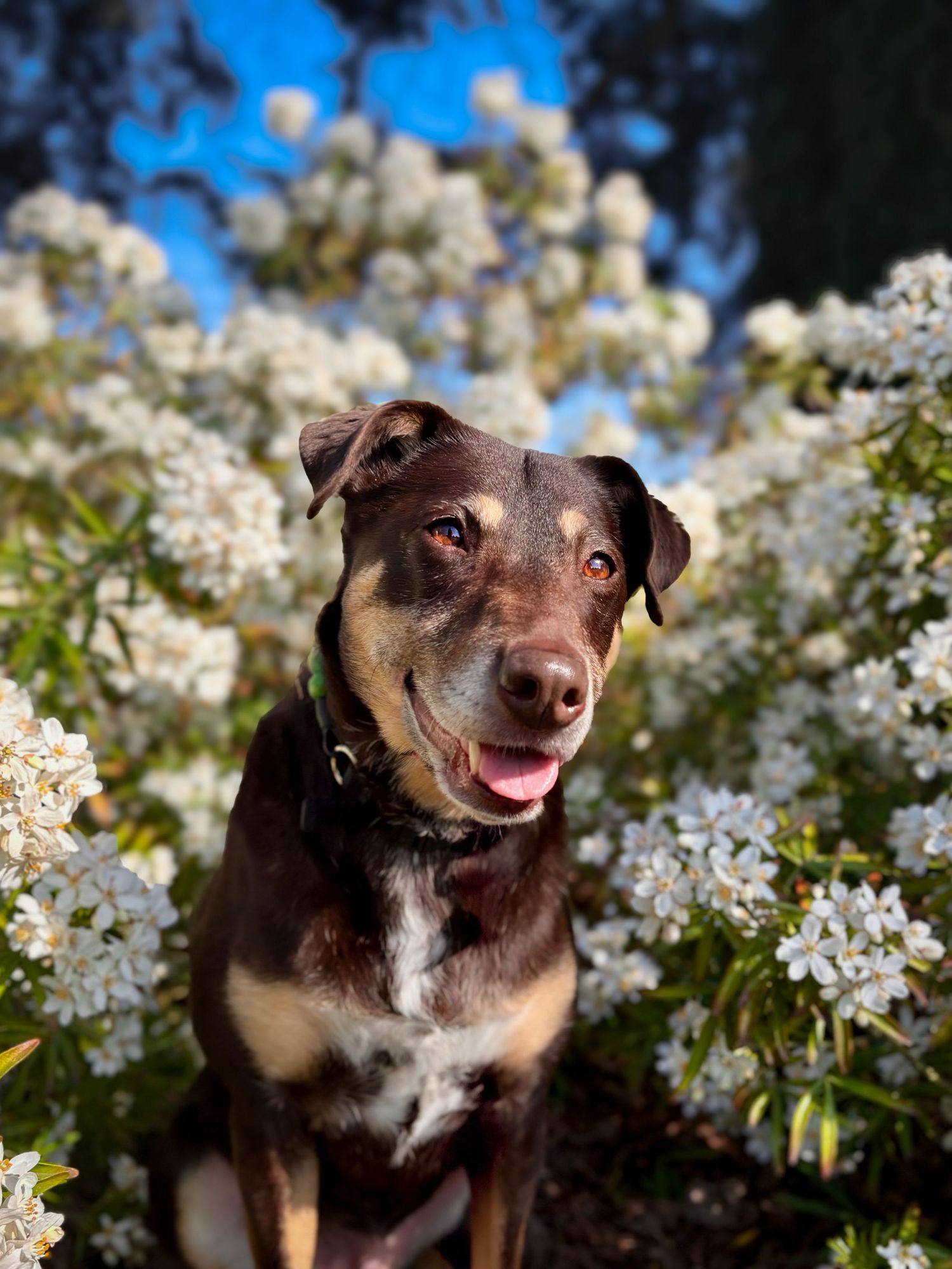 Tricolored dog sitting among a blooming mock orange bush, with blue sky and Douglas fir trees in the background