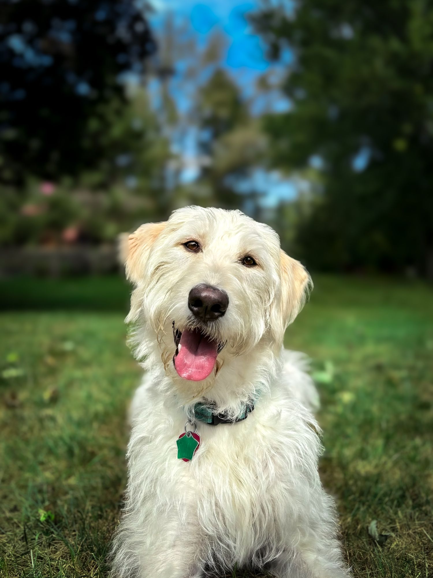 White Labradoodle resting in a wide open grassy meadow, surrounded by mature trees under a bright blue sky