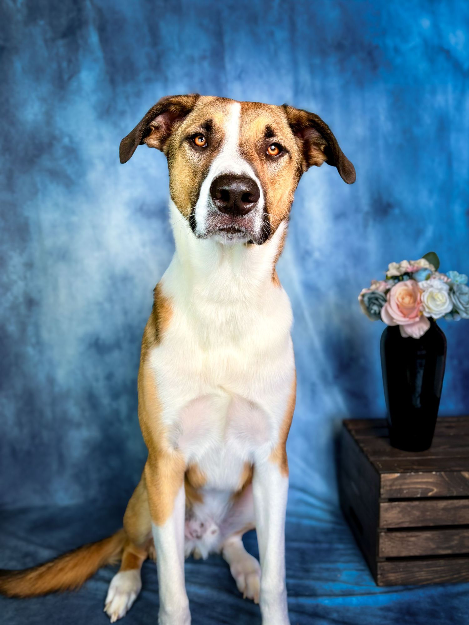 Tall, tan and white dog photographed against a soft blue backdrop sitting beside a small table and vase of flowers