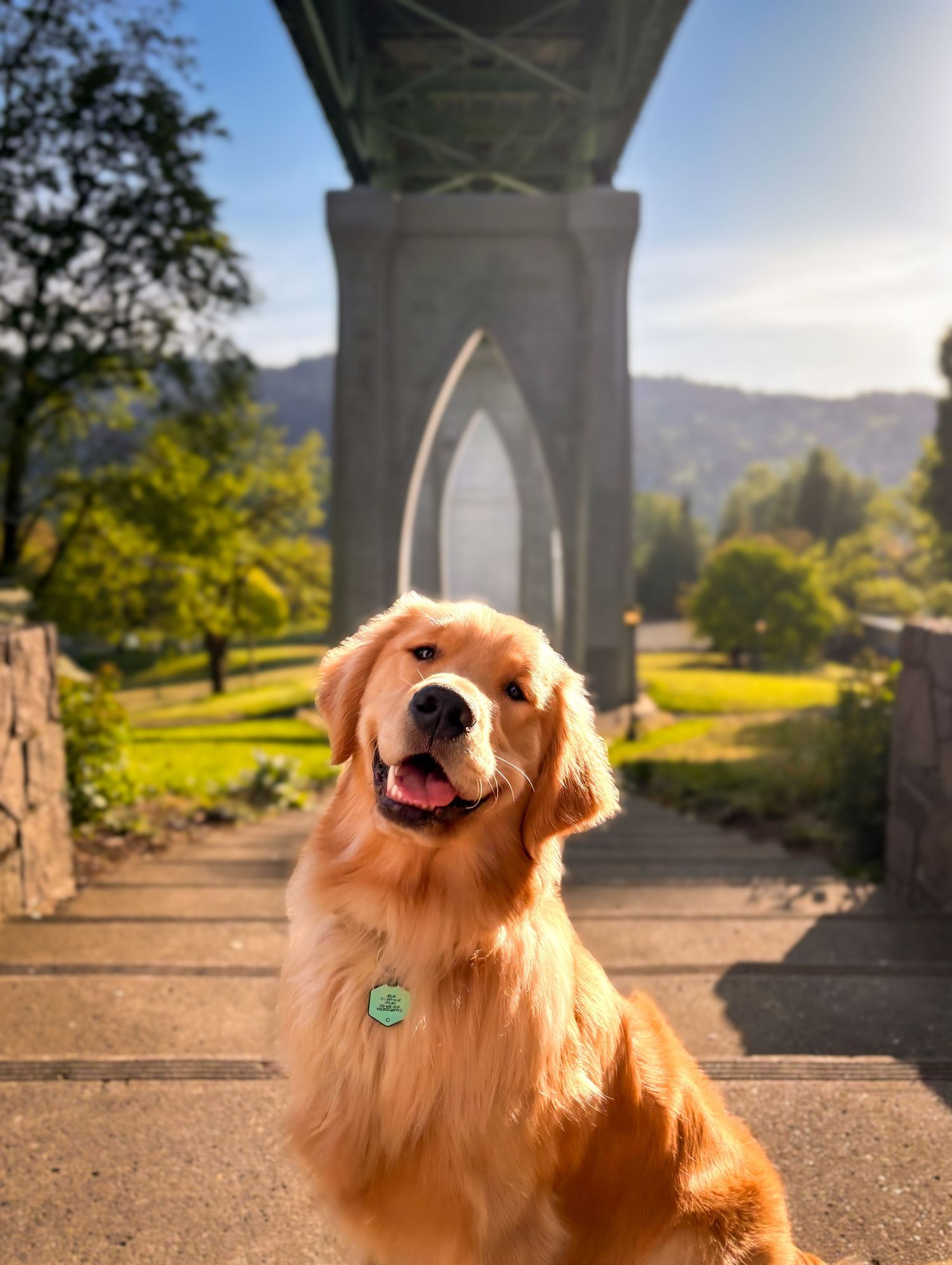 Golden Retriever sitting beneath the arches of a bridge at Cathedral Park, with trees, grassy meadow, and Portland’s West Hills