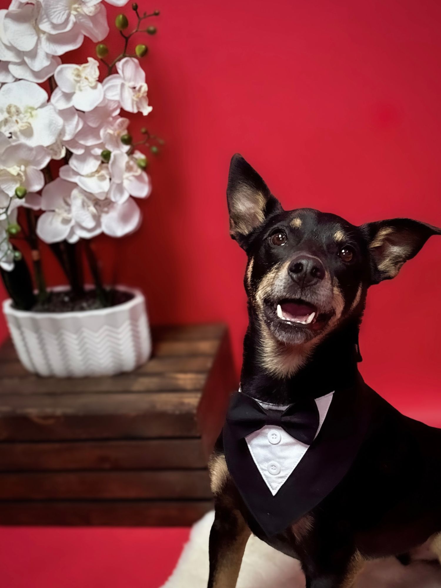 Dog in tuxedo with white orchids and red backdrop