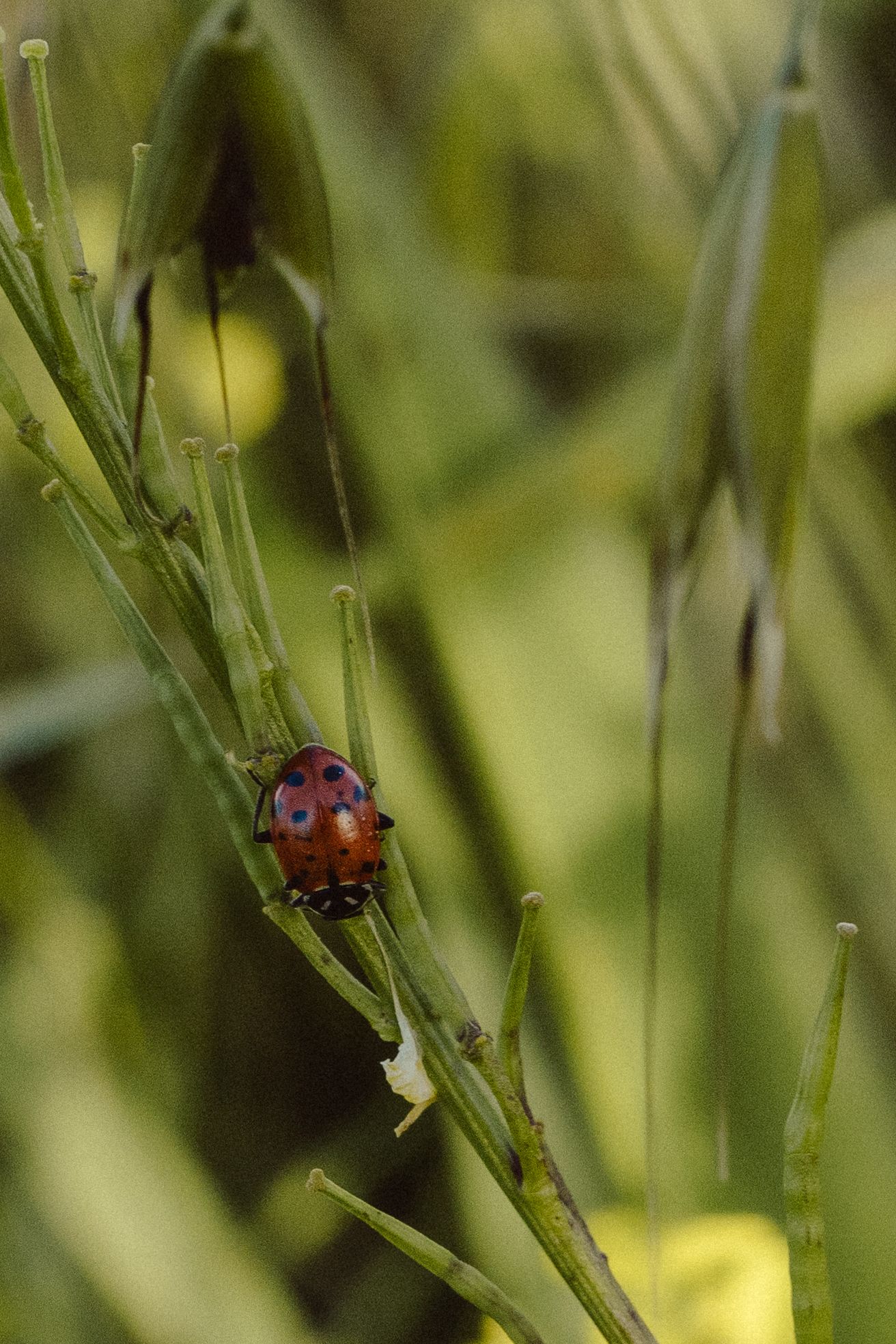 Two red ladybugs crawl along green plant stems in a natural garden setting with soft bokeh background.