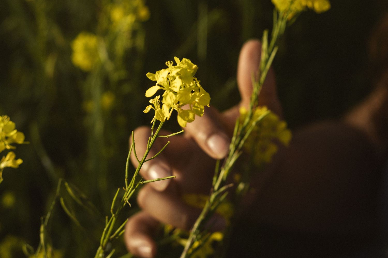 Close-up view of bright yellow mustard flowers illuminated by natural sunlight.