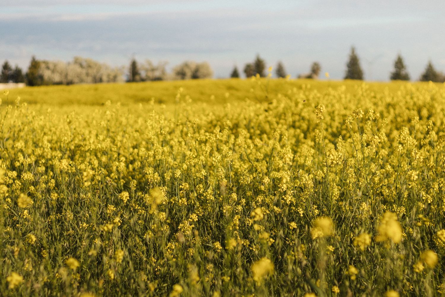 Vibrant yellow canola flowers stretch across a vast agricultural field under a cloudy sky.