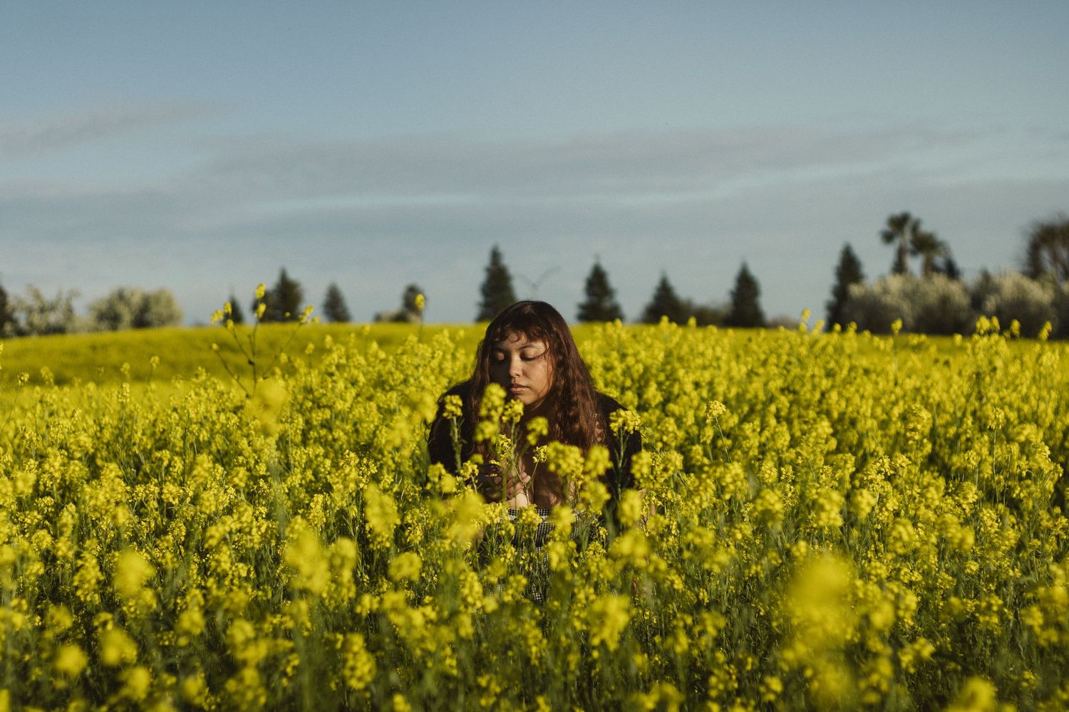 Vibrant yellow canola field stretches to the horizon under a bright blue sky.