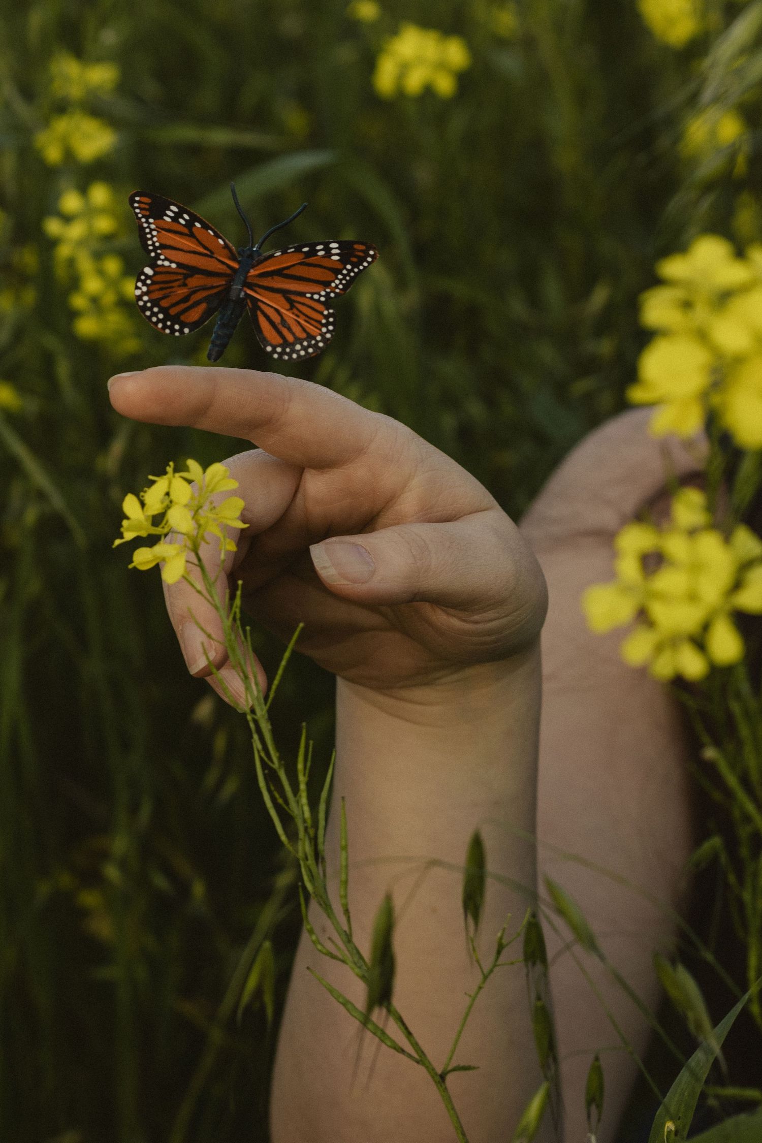 A monarch butterfly perches delicately on a hand surrounded by yellow wildflowers in a garden setting.