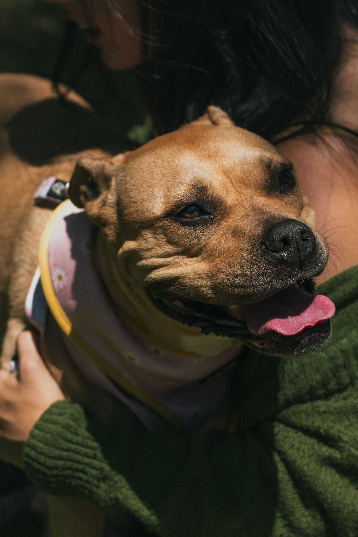 Multiple shots of a brown dog making playful expressions while interacting with someone in a green garment.
