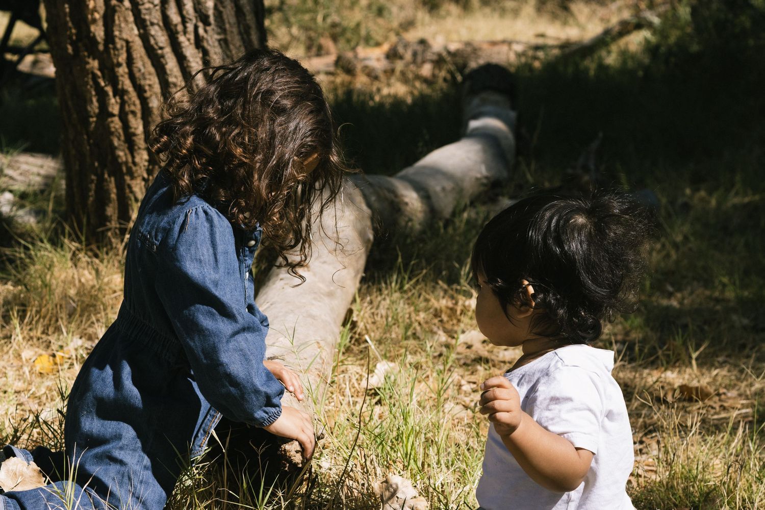 A peaceful scene under a large tree trunk with filtered sunlight creating shadows.