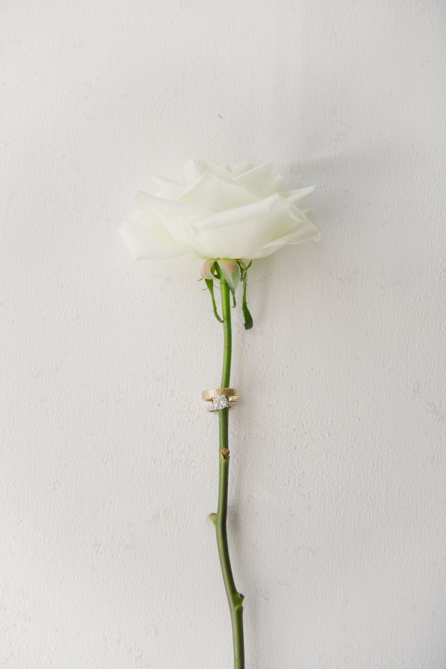 A single white rose with two gold wedding rings on its green stem against a white textured background.