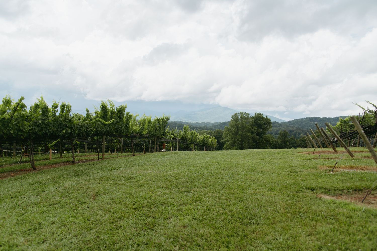 Lush green vineyard rows with mountain views under a cloudy sky in a scenic countryside landscape.