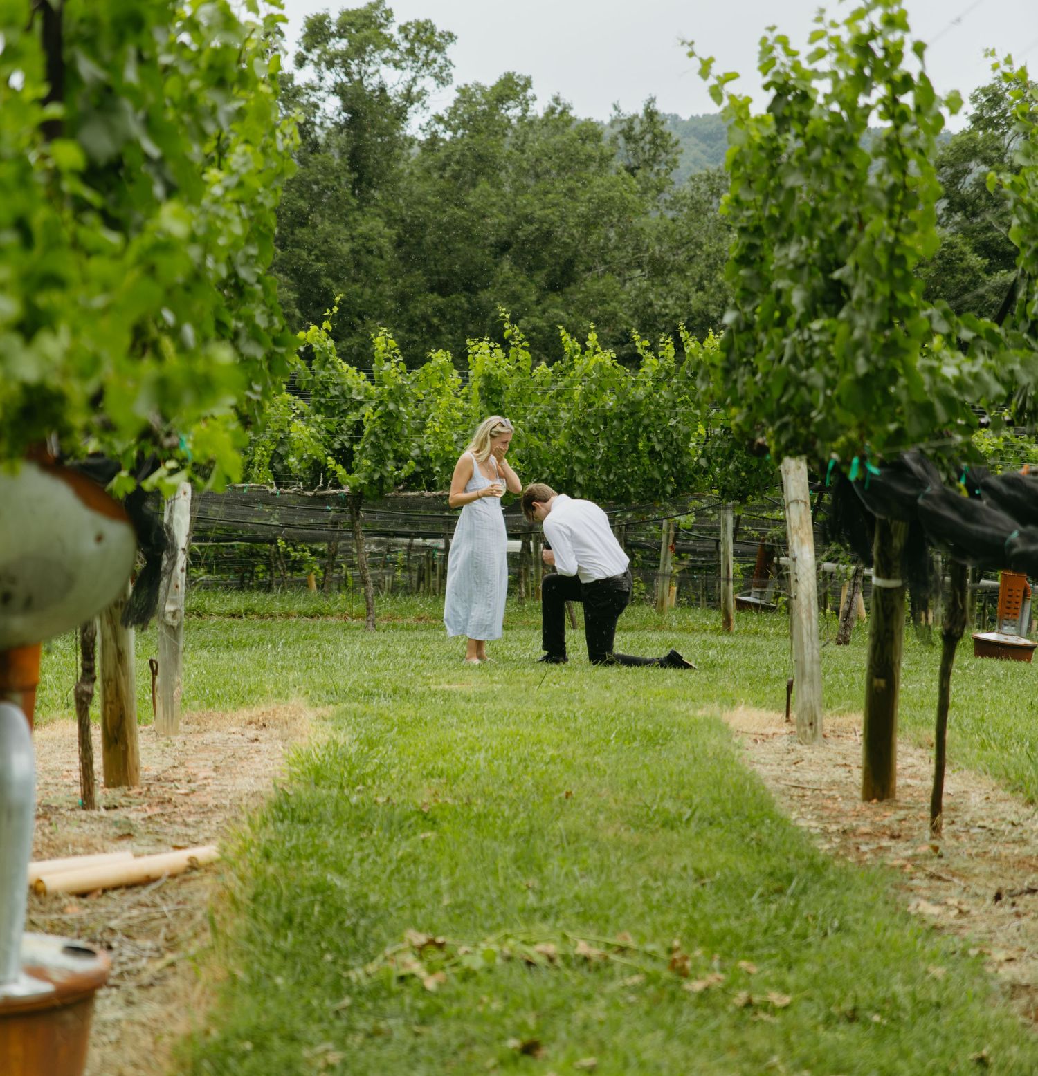 Man proposes on one knee to woman in white dress between vineyard rows surrounded by lush green grapevines.