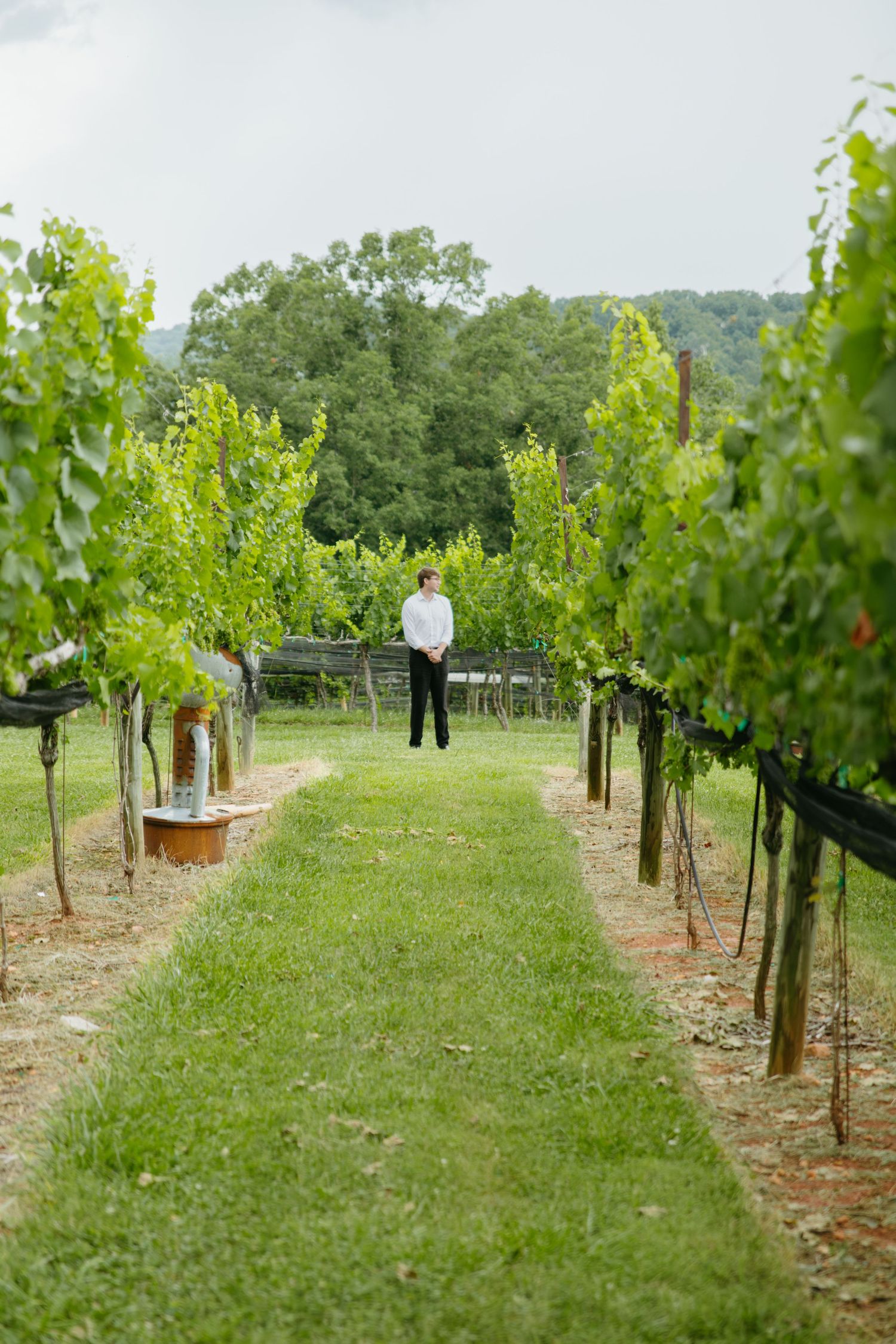 Man in white shirt stands at the end of a lush green vineyard row flanked by grapevines on a cloudy day.