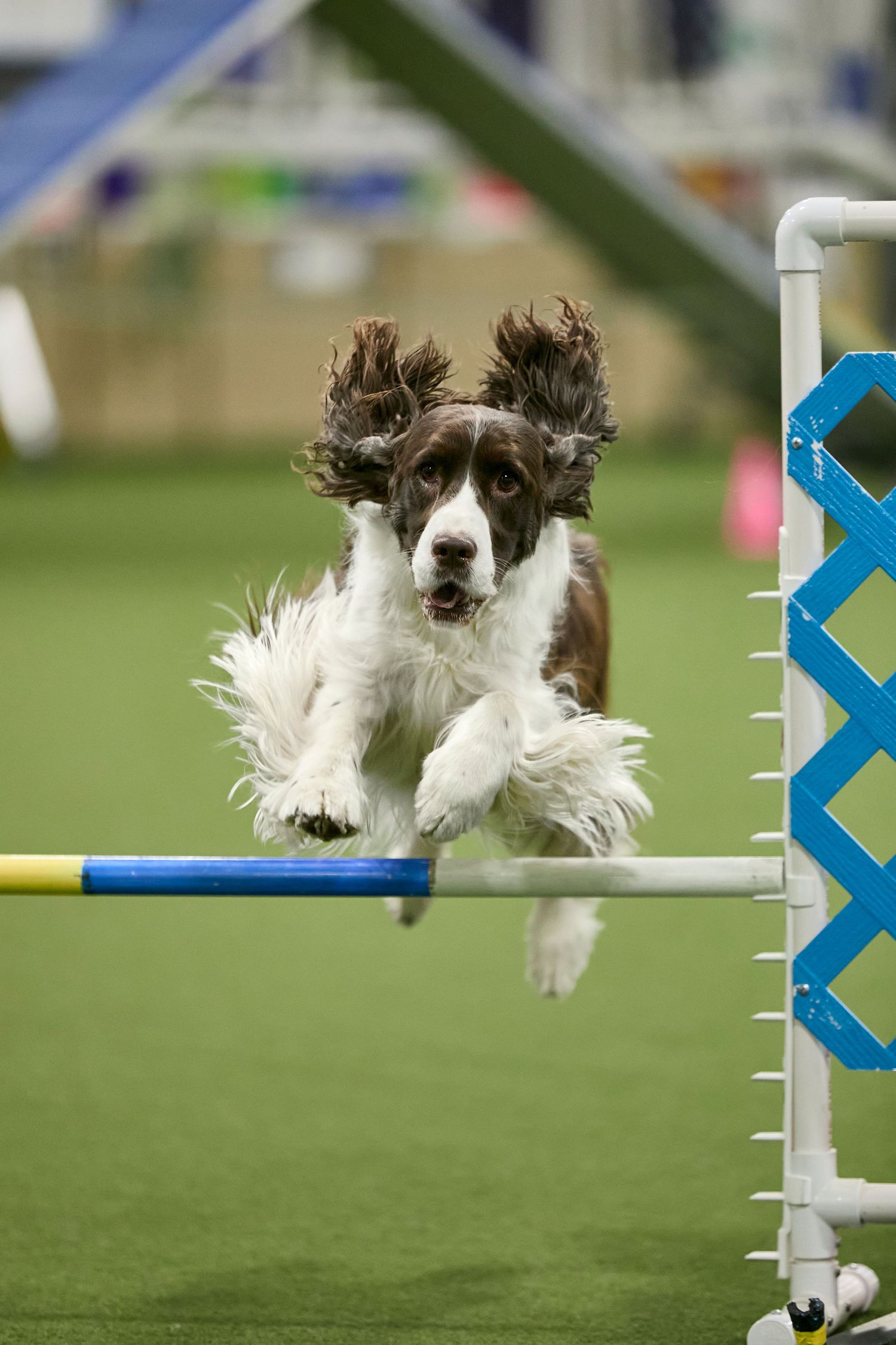 Dog agility, dog show, and portrait photography by ZB Photos — Louisville KY dog sport photographer serving the Midwest and Southeast.