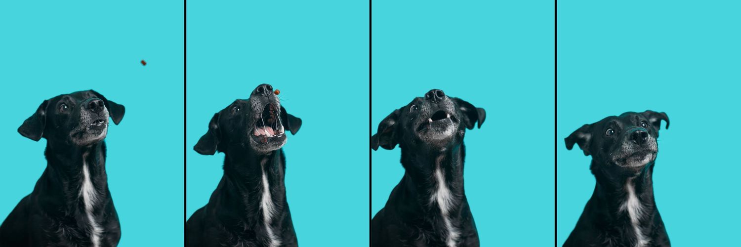 Dog agility, dog show, and portrait photography by ZB Photos — Louisville KY dog sport photographer serving the Midwest and Southeast.
